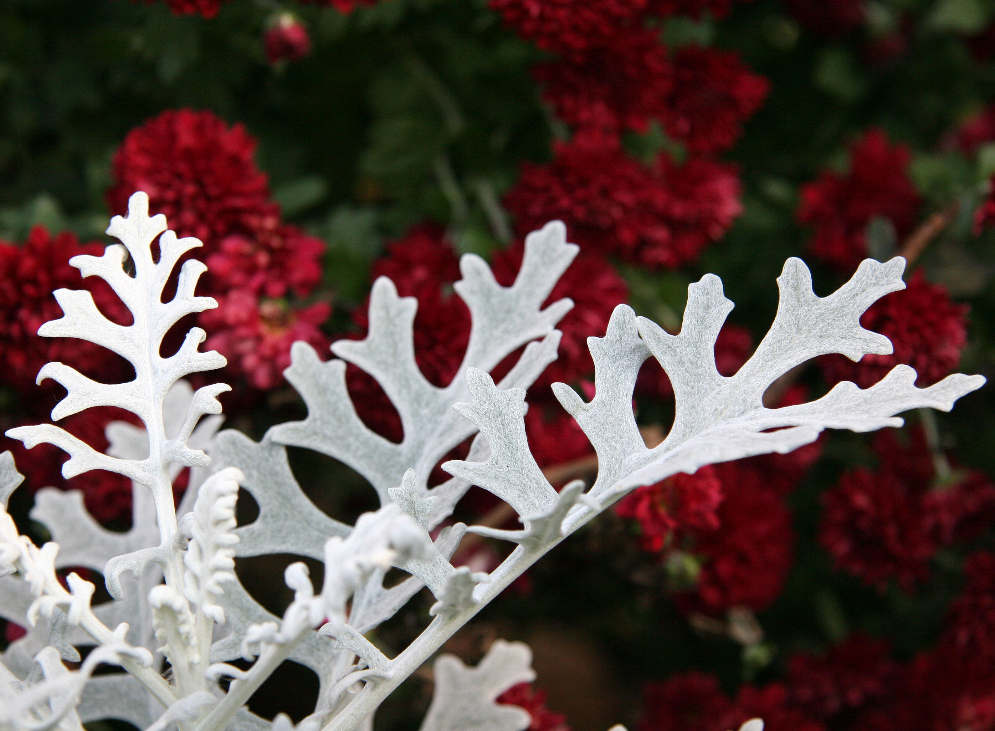 Dusty Miller or Senecio & Chrysanthemums