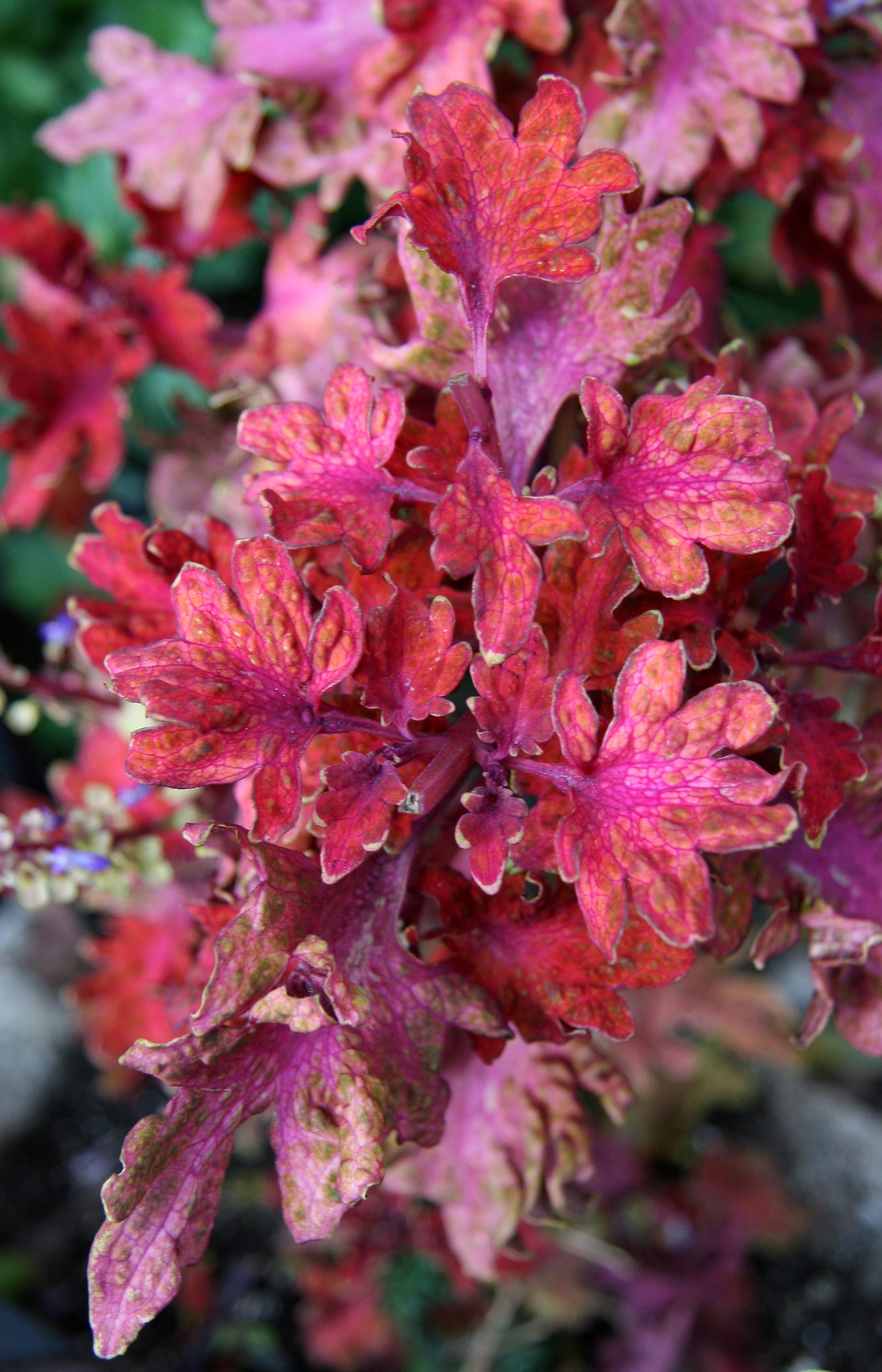 Fall Colors - Coleus