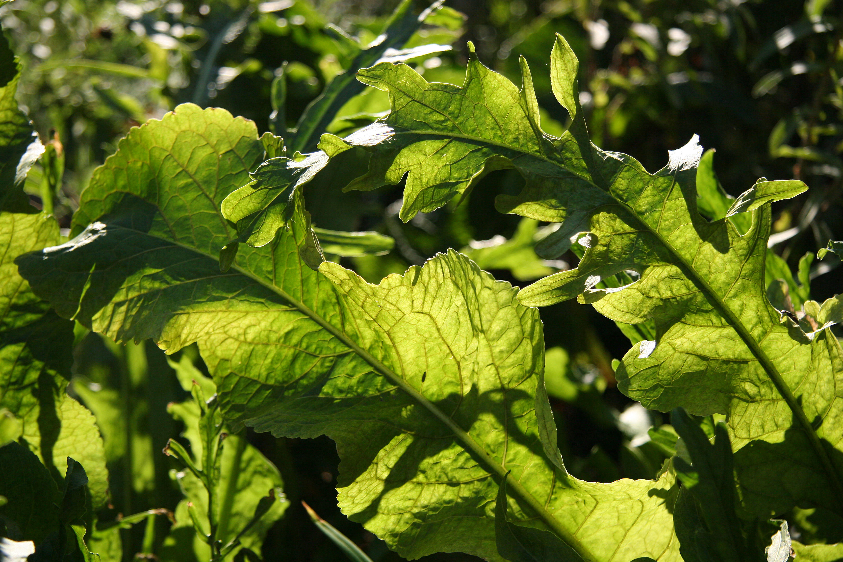 Unknown Foliage