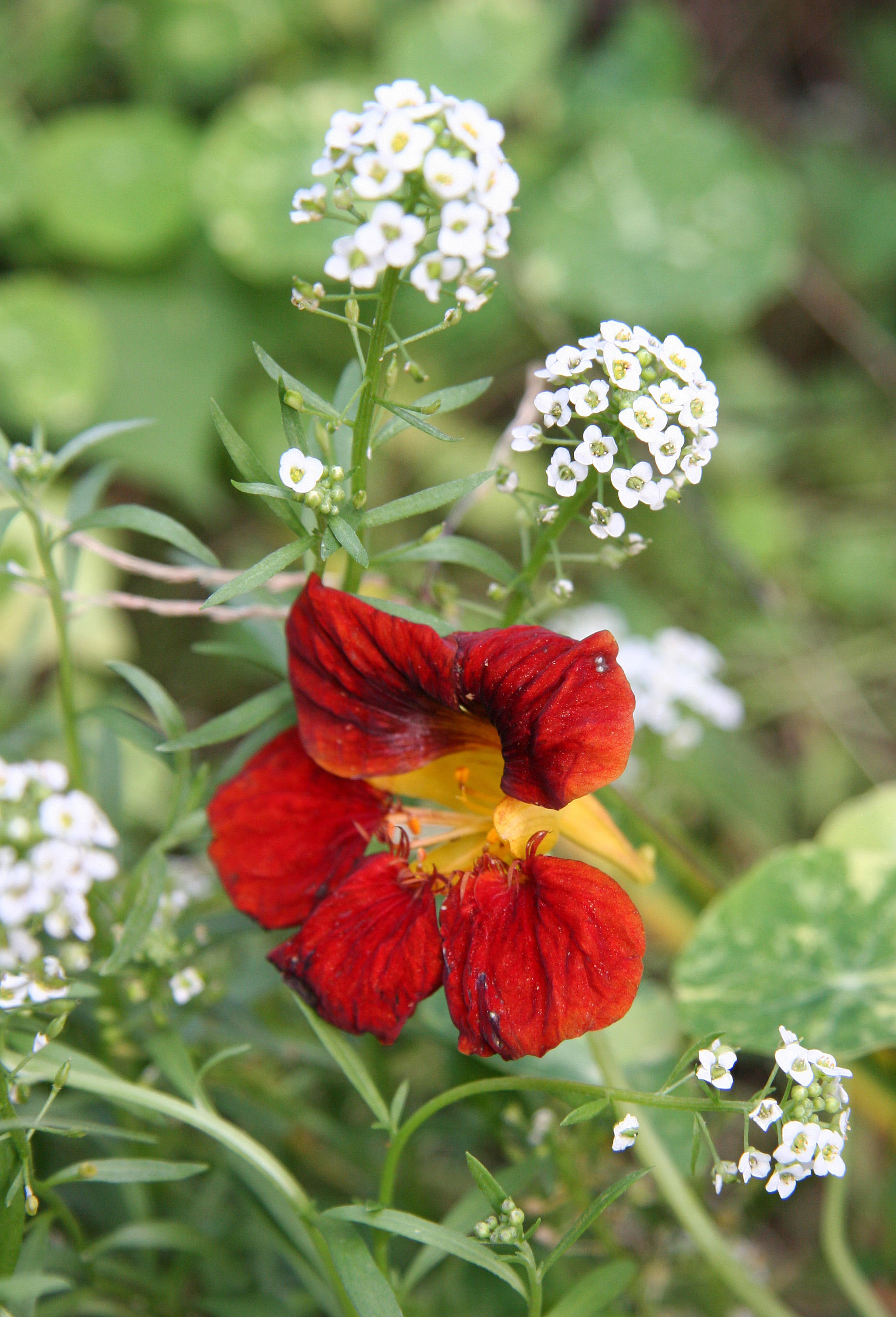 Nasturtium or Tropaeolum & Alyssum