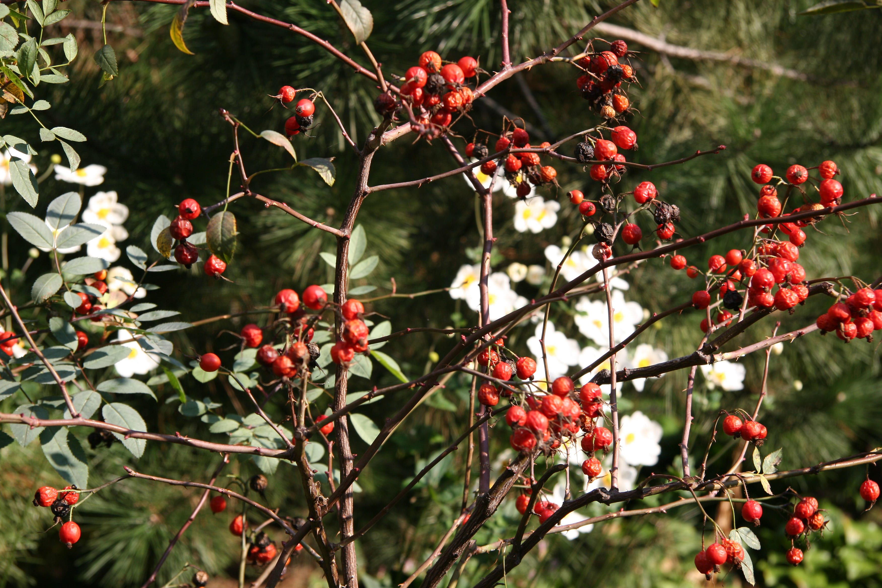 Pine Tree, Rose Hips & Japanese Anenomes
