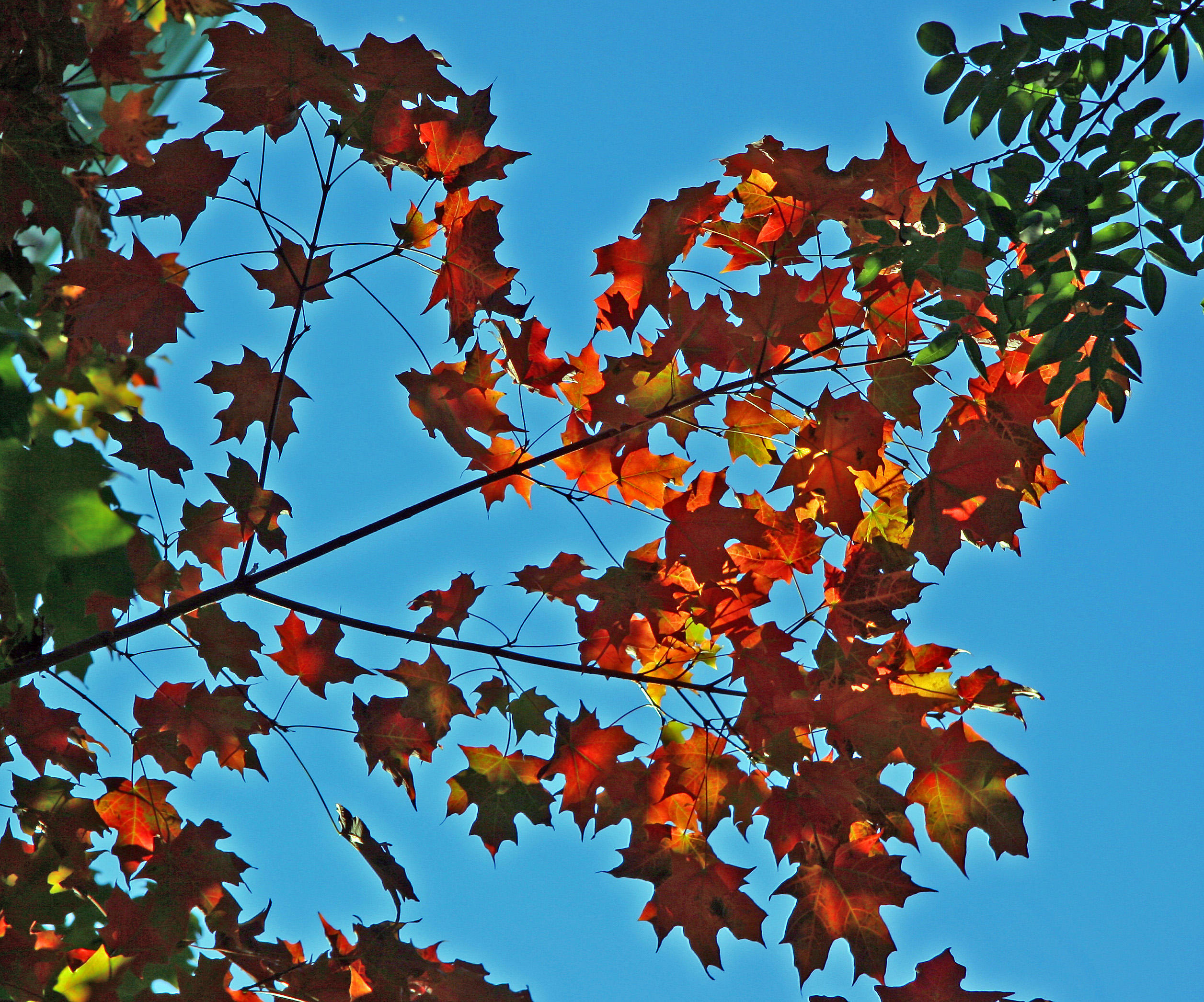 Maple Tree Foliage