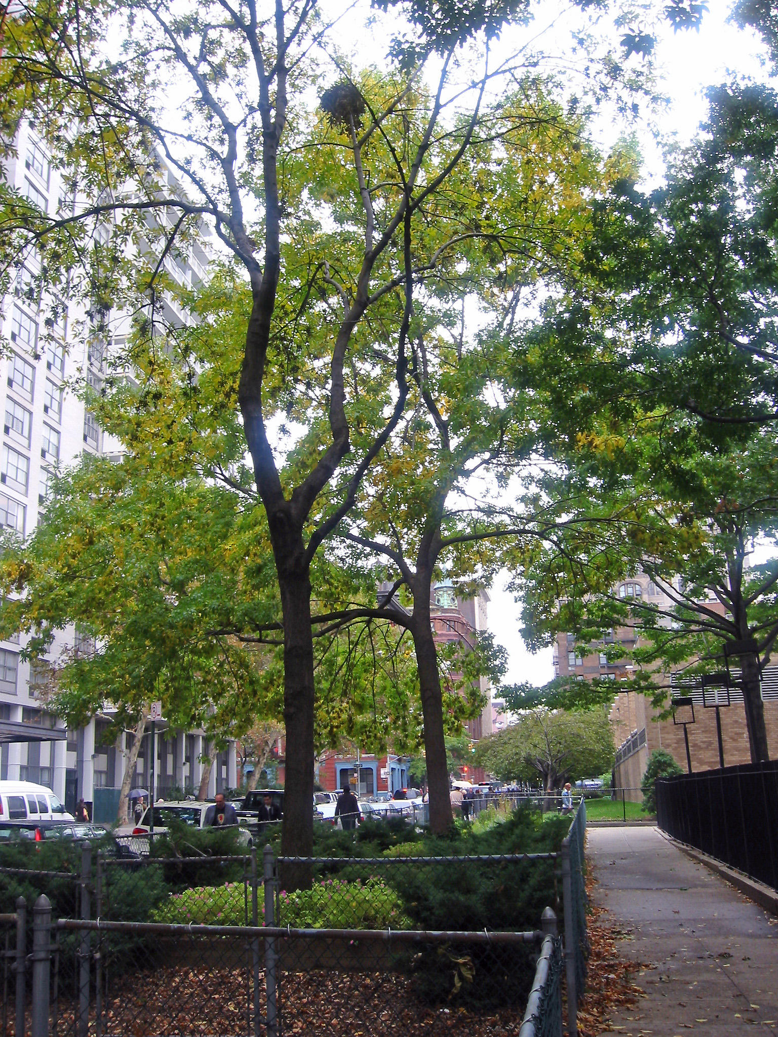 NYU Silver Towers Gardens