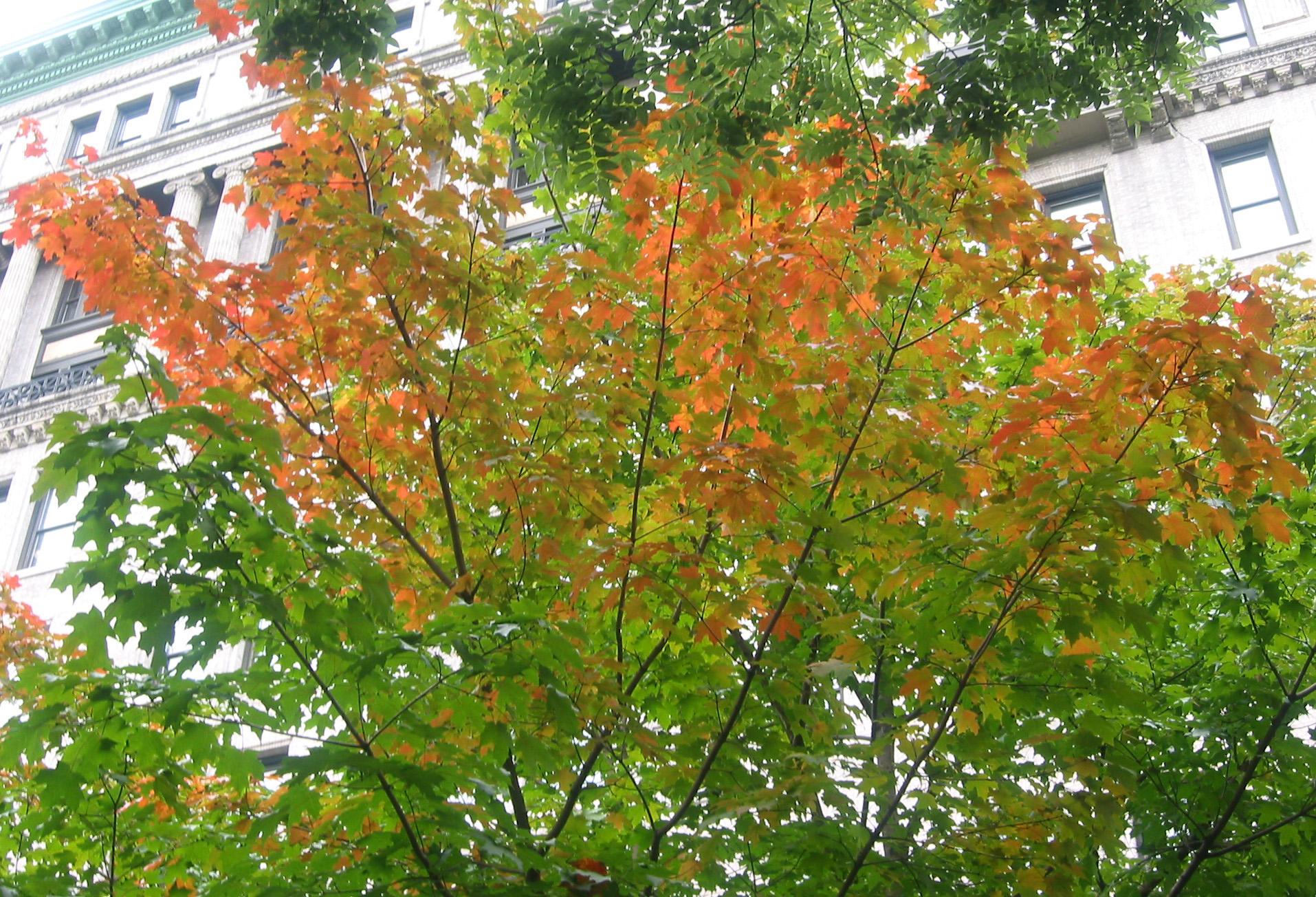 Maple Tree Foliage