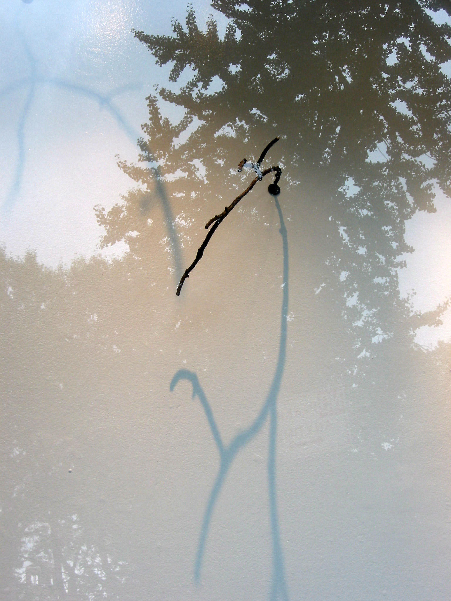 Raindeer - Sticks, Shadows & Park Reflection