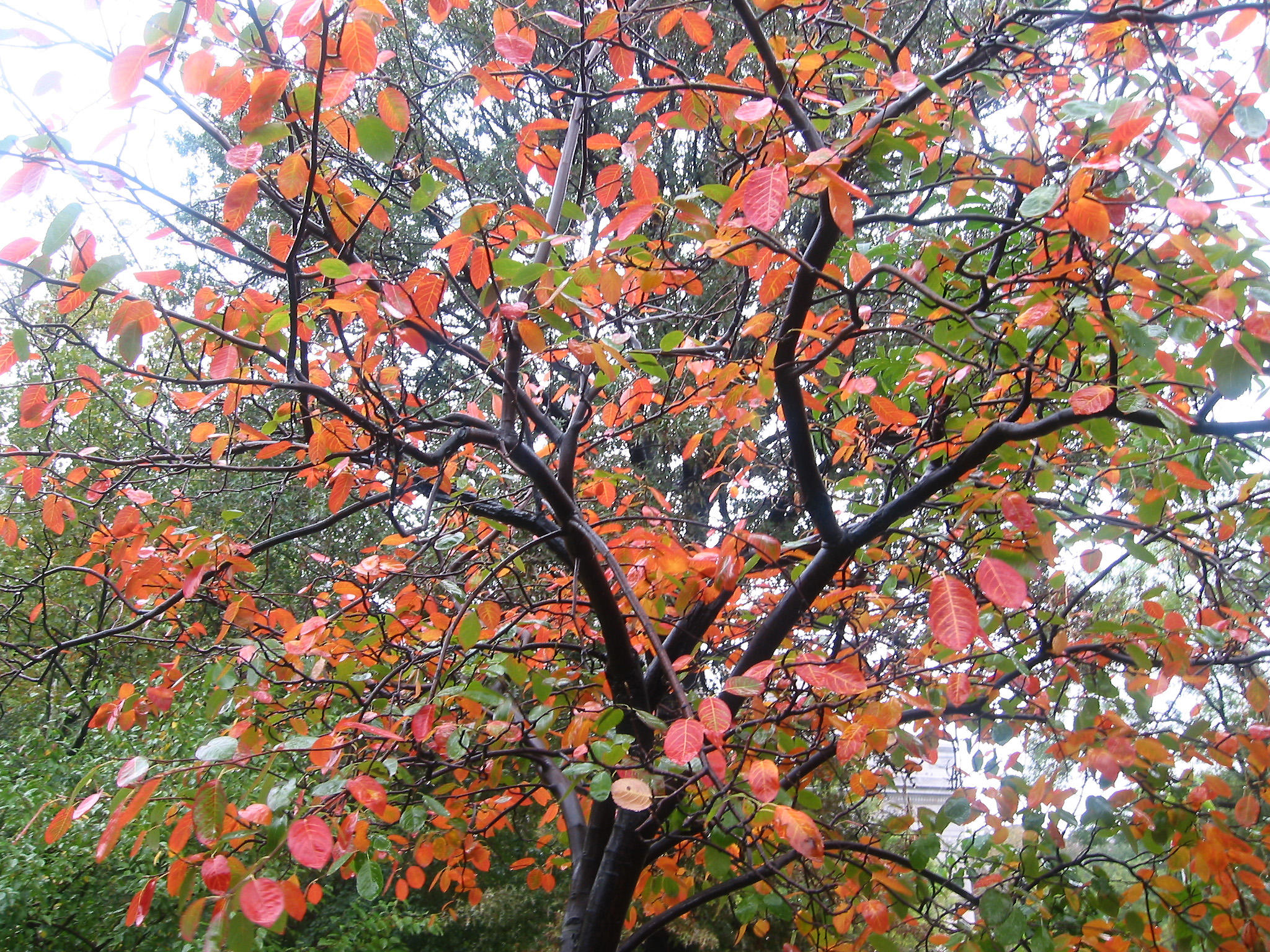 Rainy Day - Prunus Tree Foliage