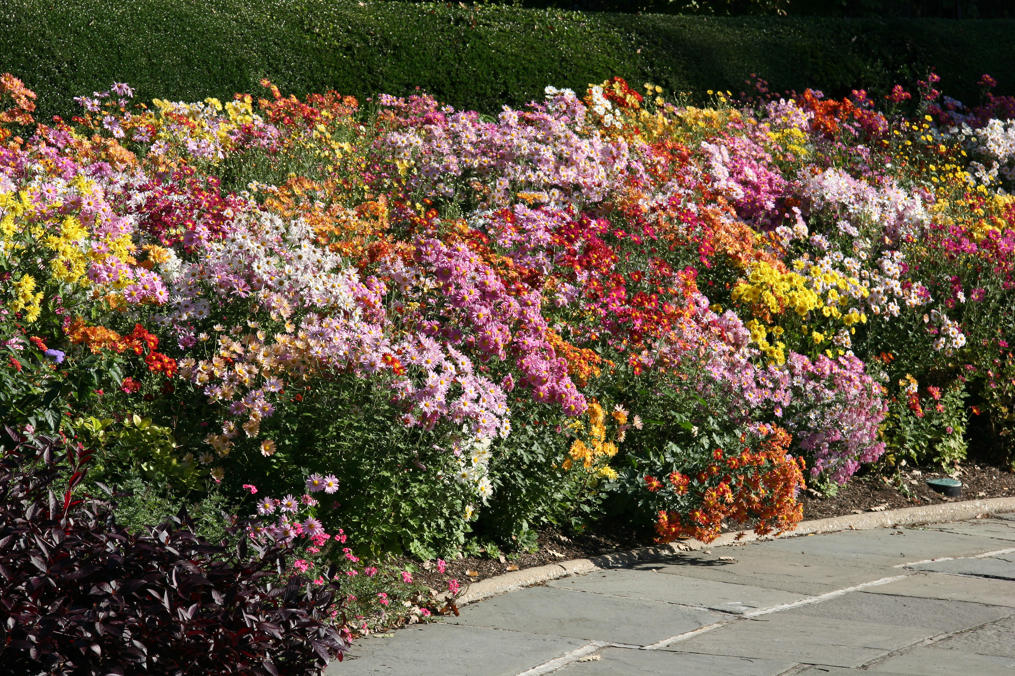 Conservatory Garden - Chrysanthemums