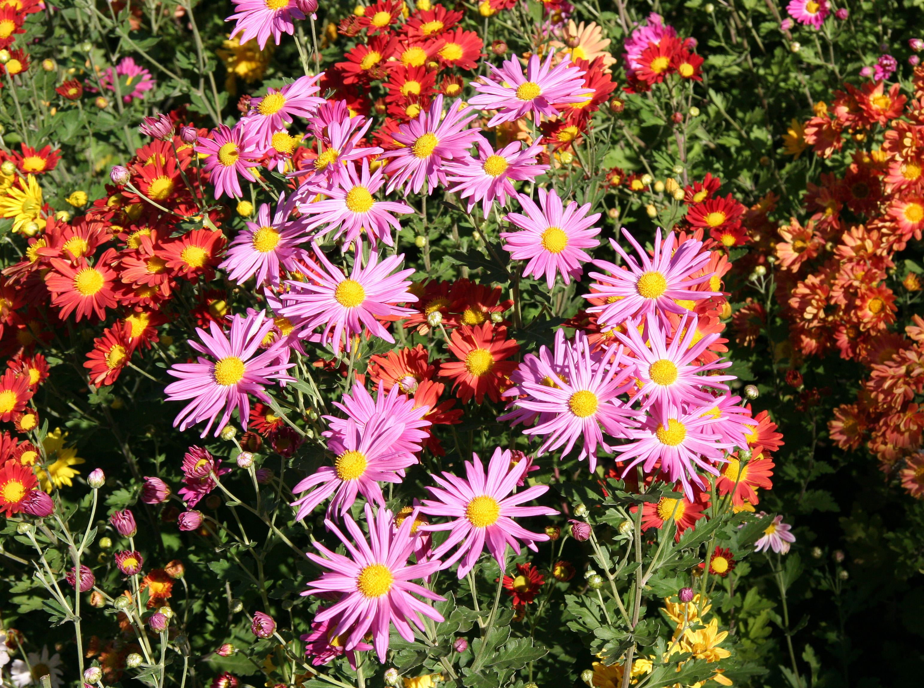 Conservatory Garden - Chrysanthemums