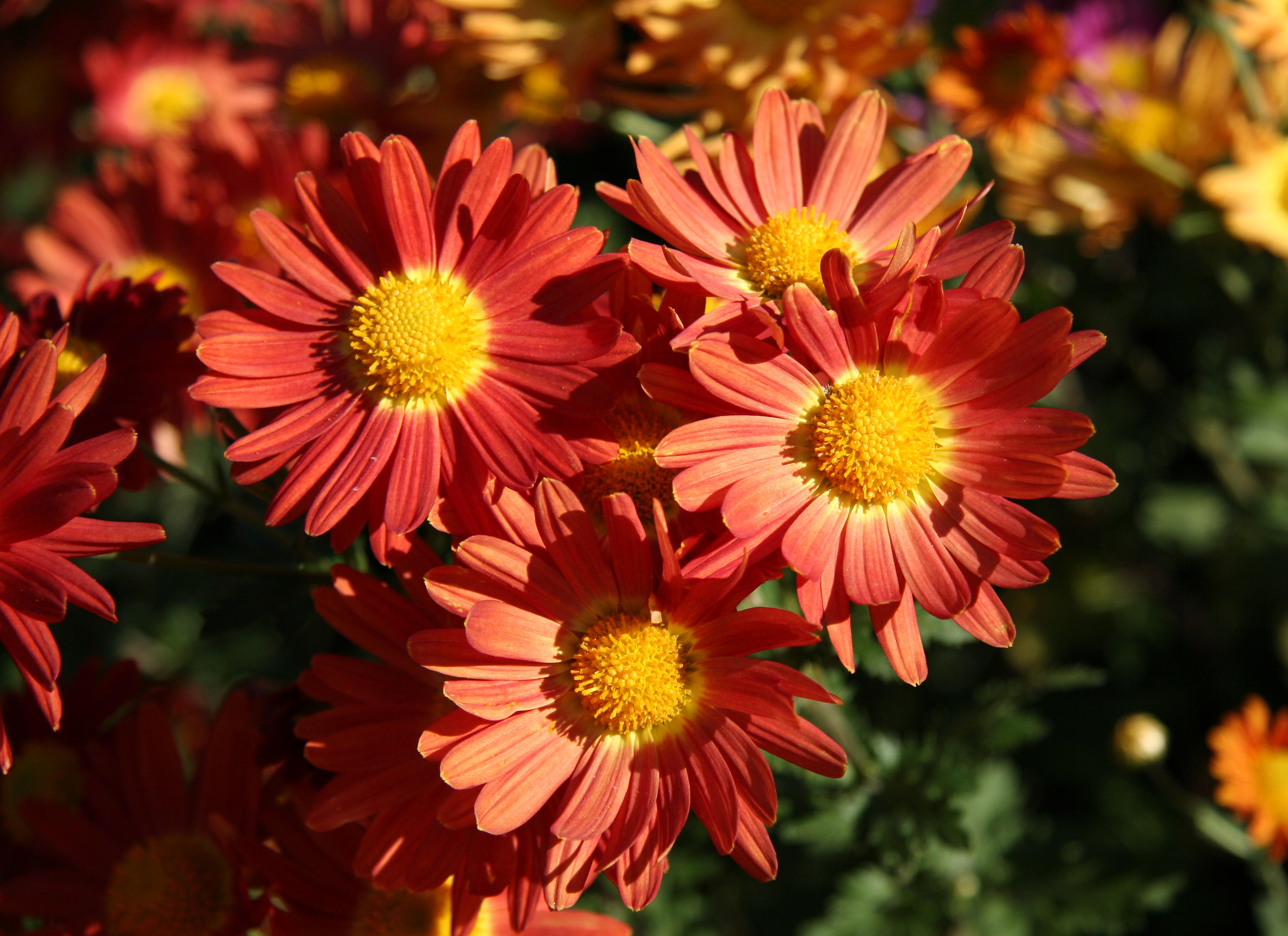 Conservatory Garden - Chrysanthemums