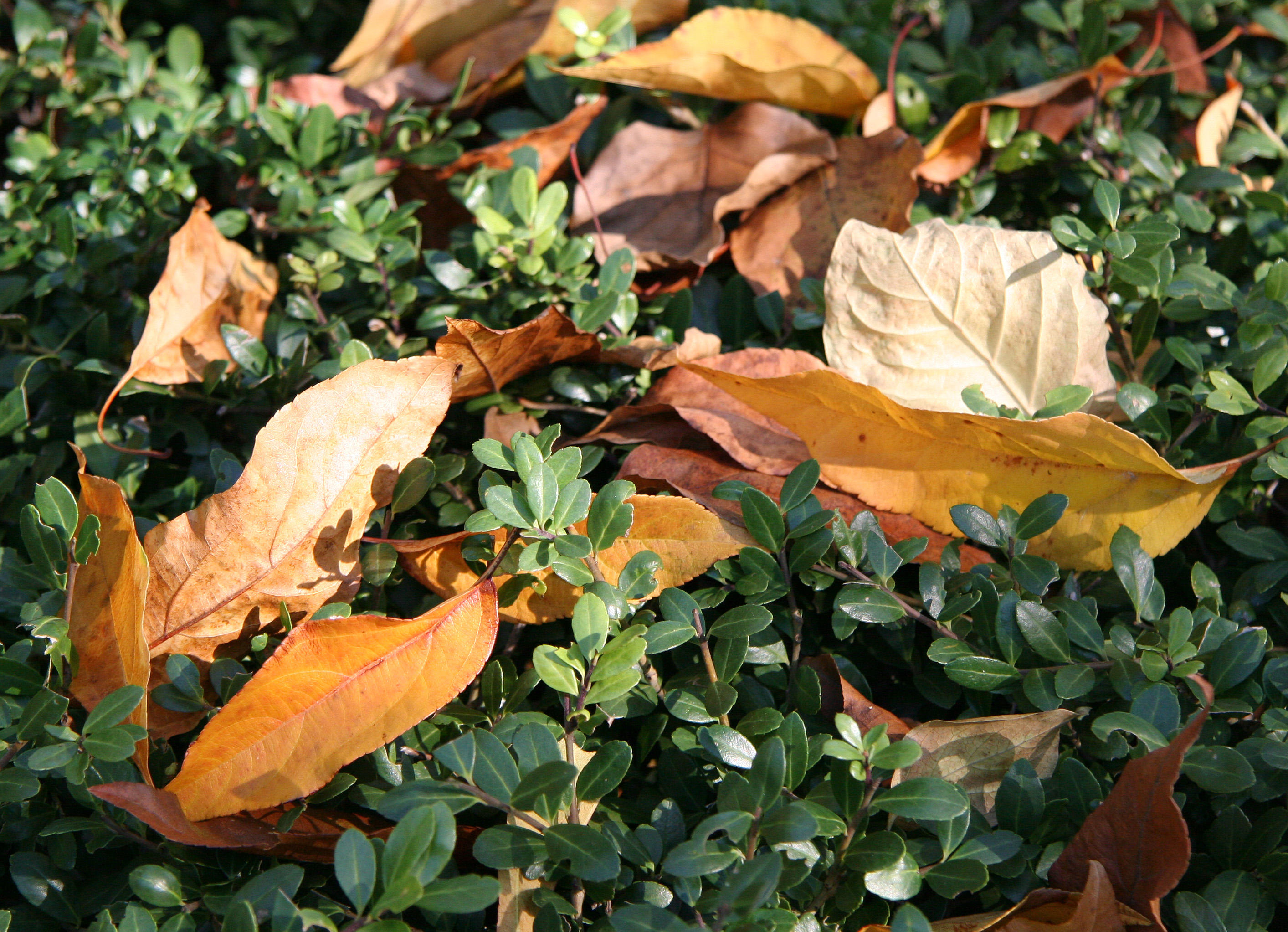 Conservatory Garden - Dogwood Foliage on Boxwood