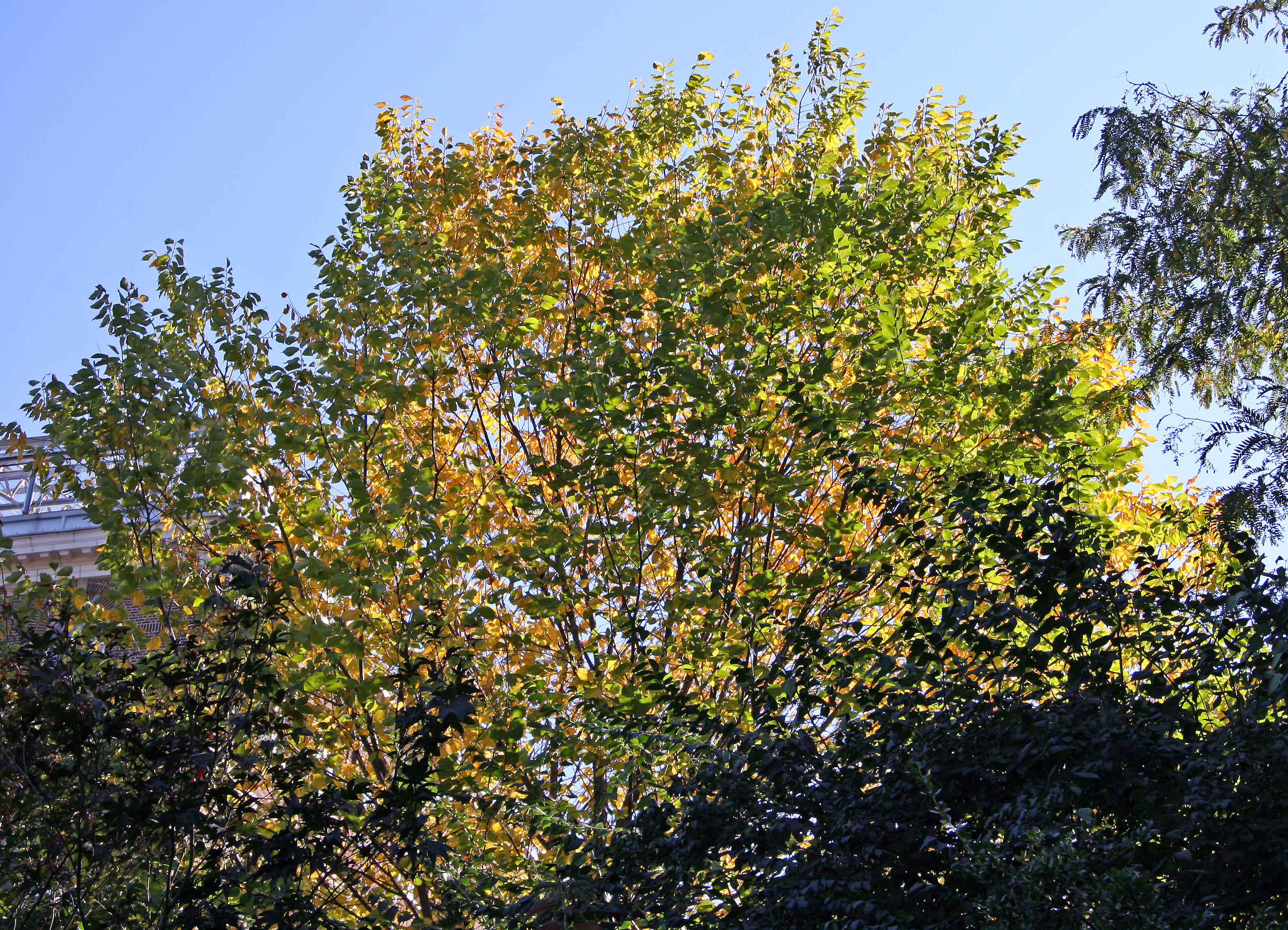 Conservatory Garden -Elm Tree Foliage
