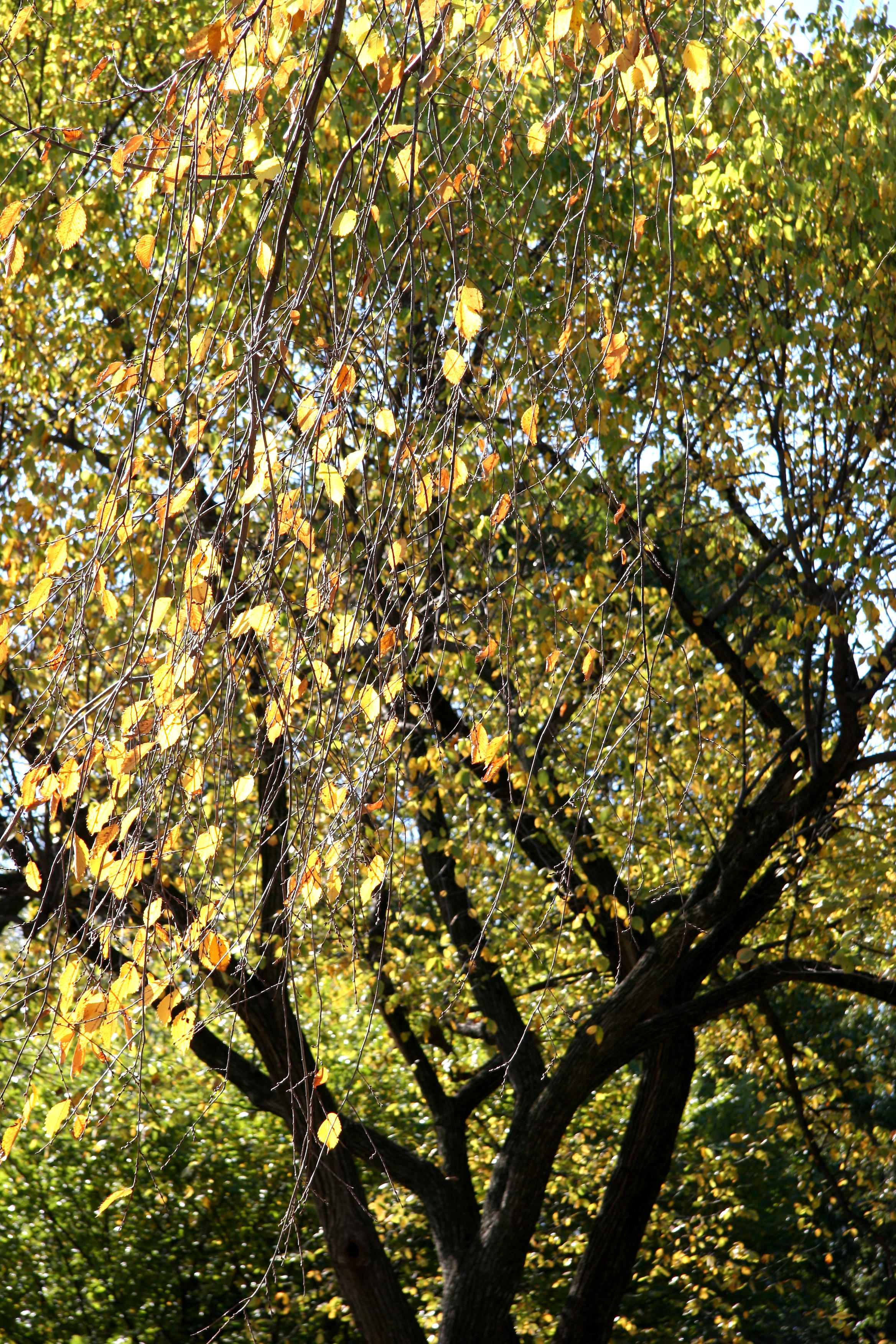 Elm Tree at Maple Hill