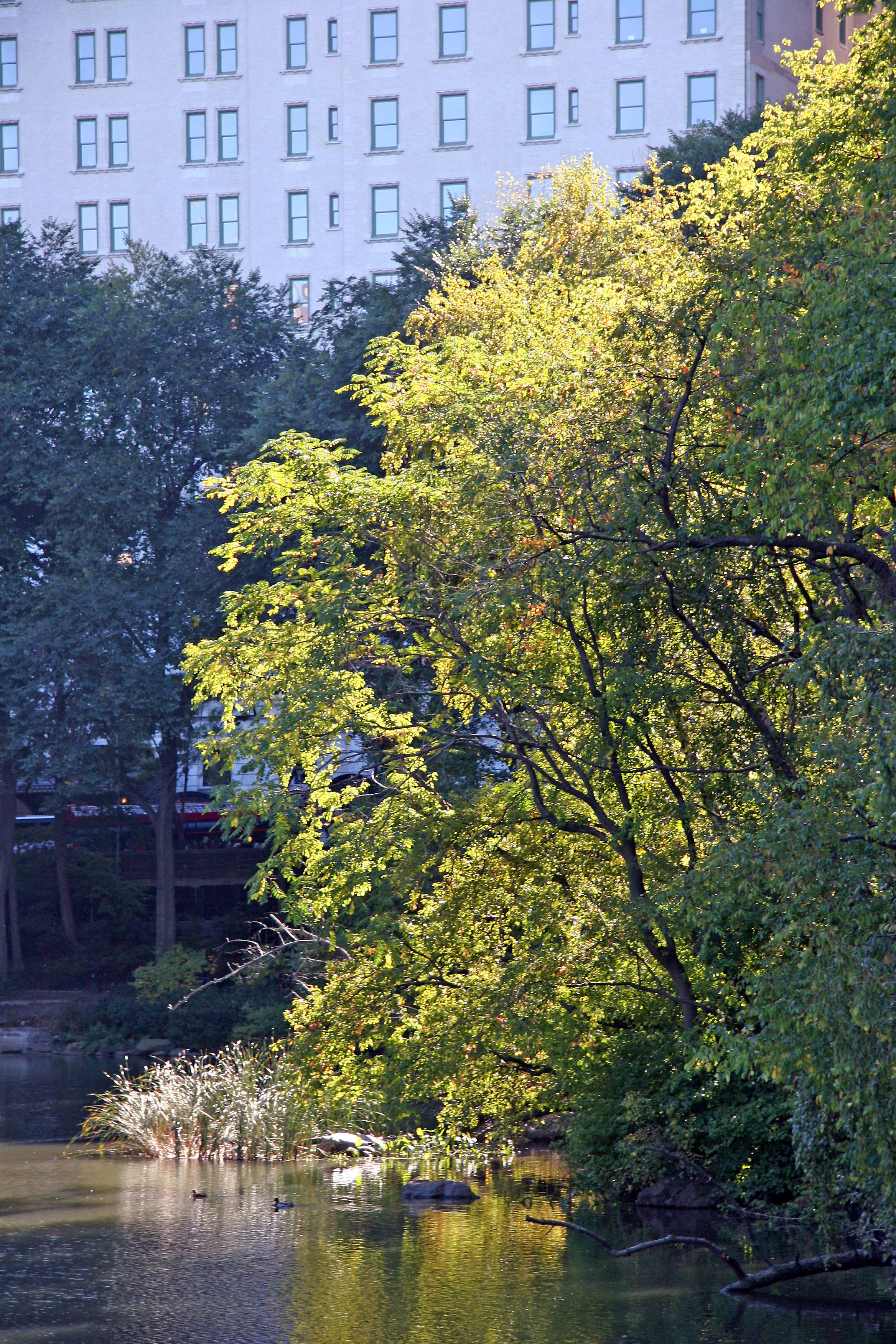 Pond View