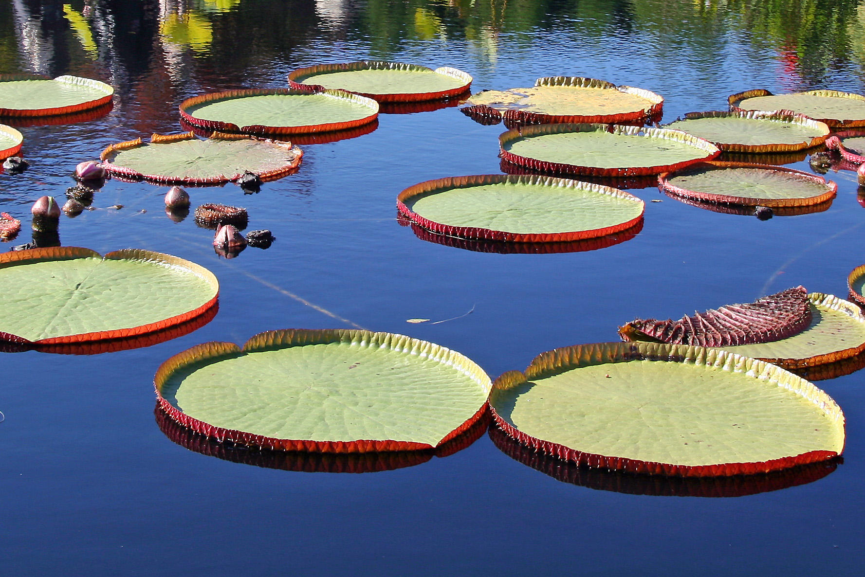 Water Lily Pond