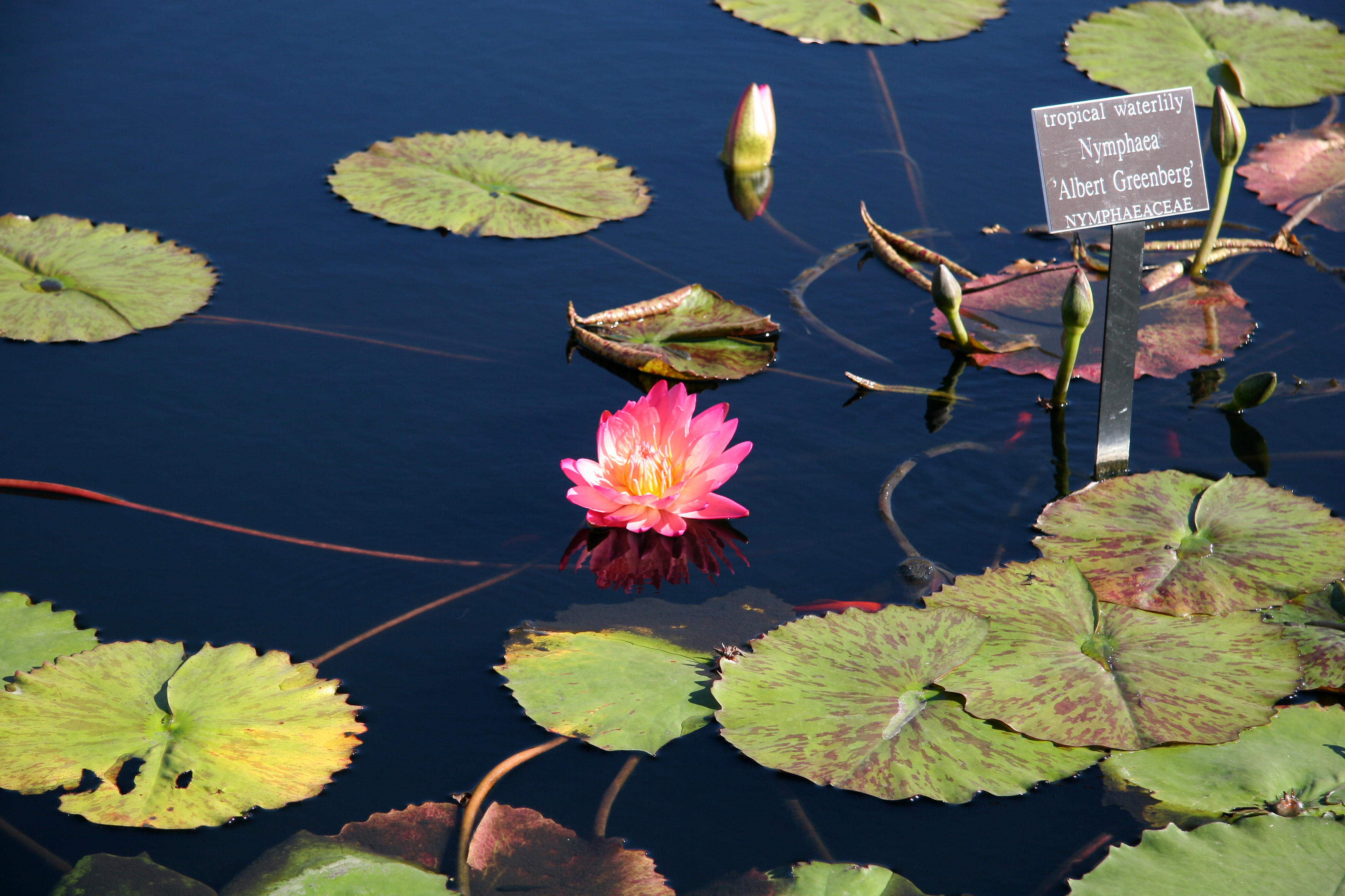 Water Lily Pond
