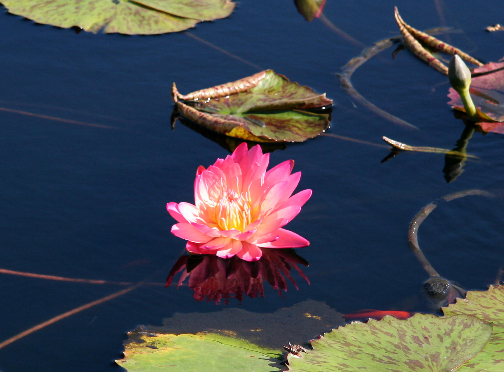 Water Lily Pond