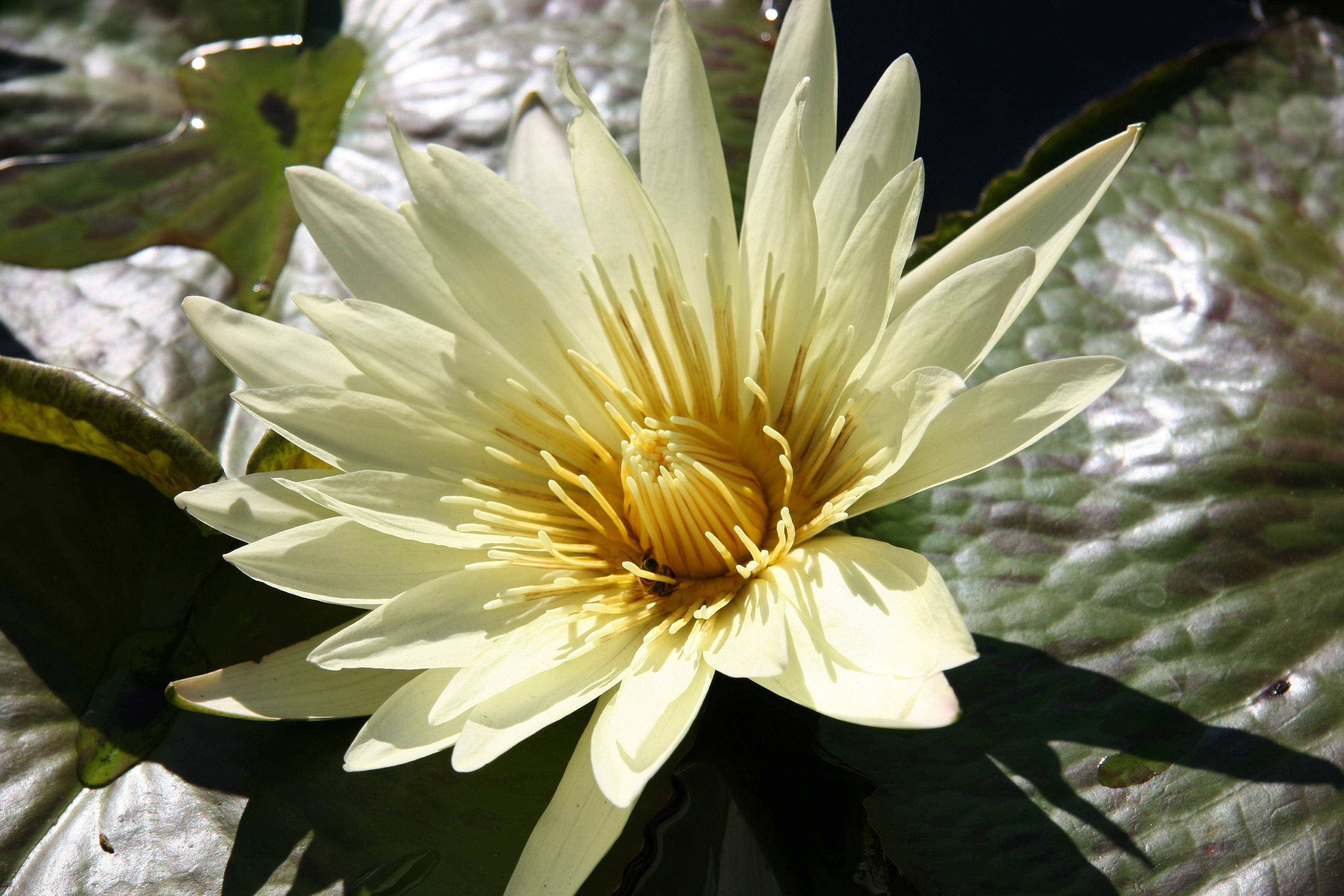 Water Lily Pond