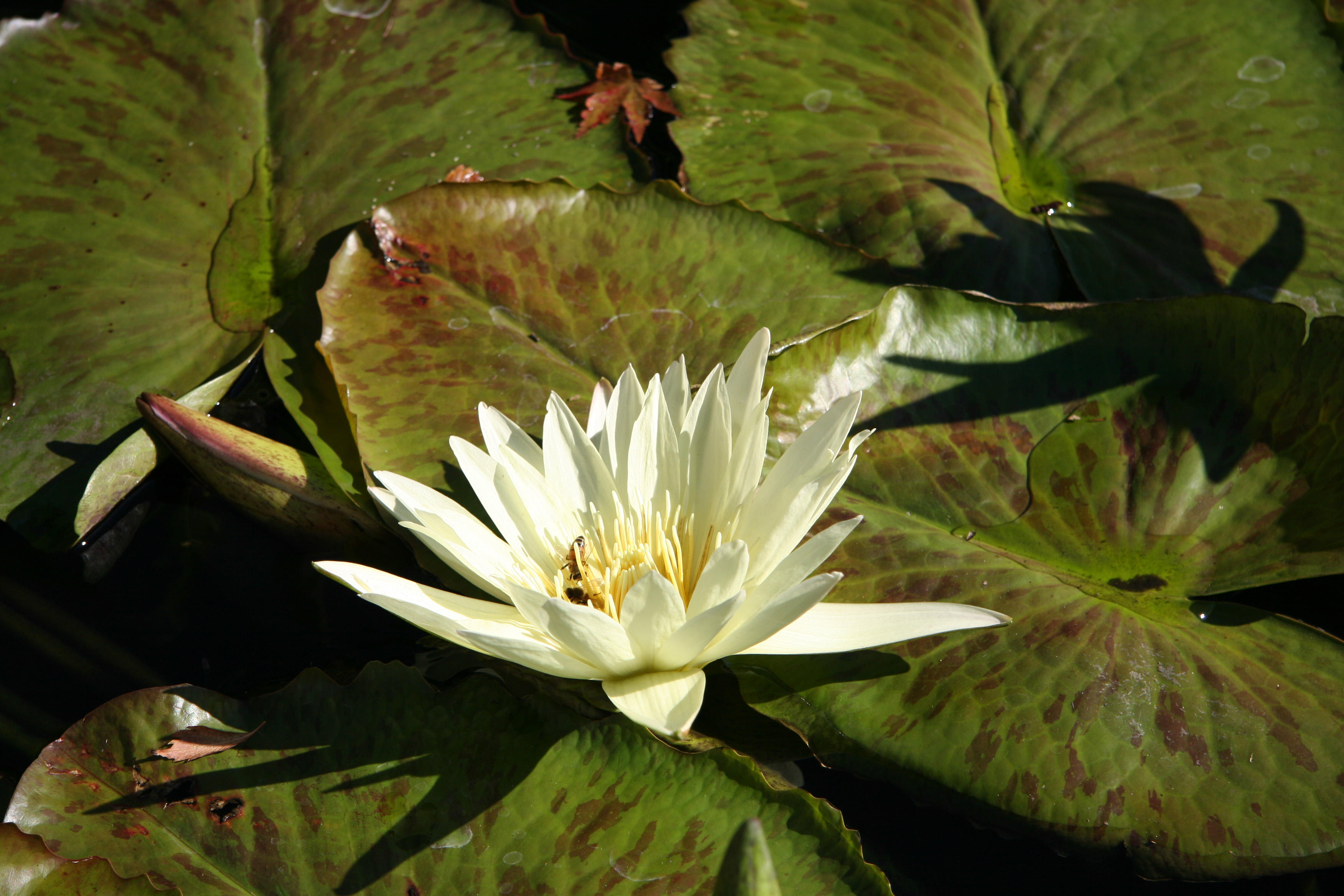 Water Lily Pond