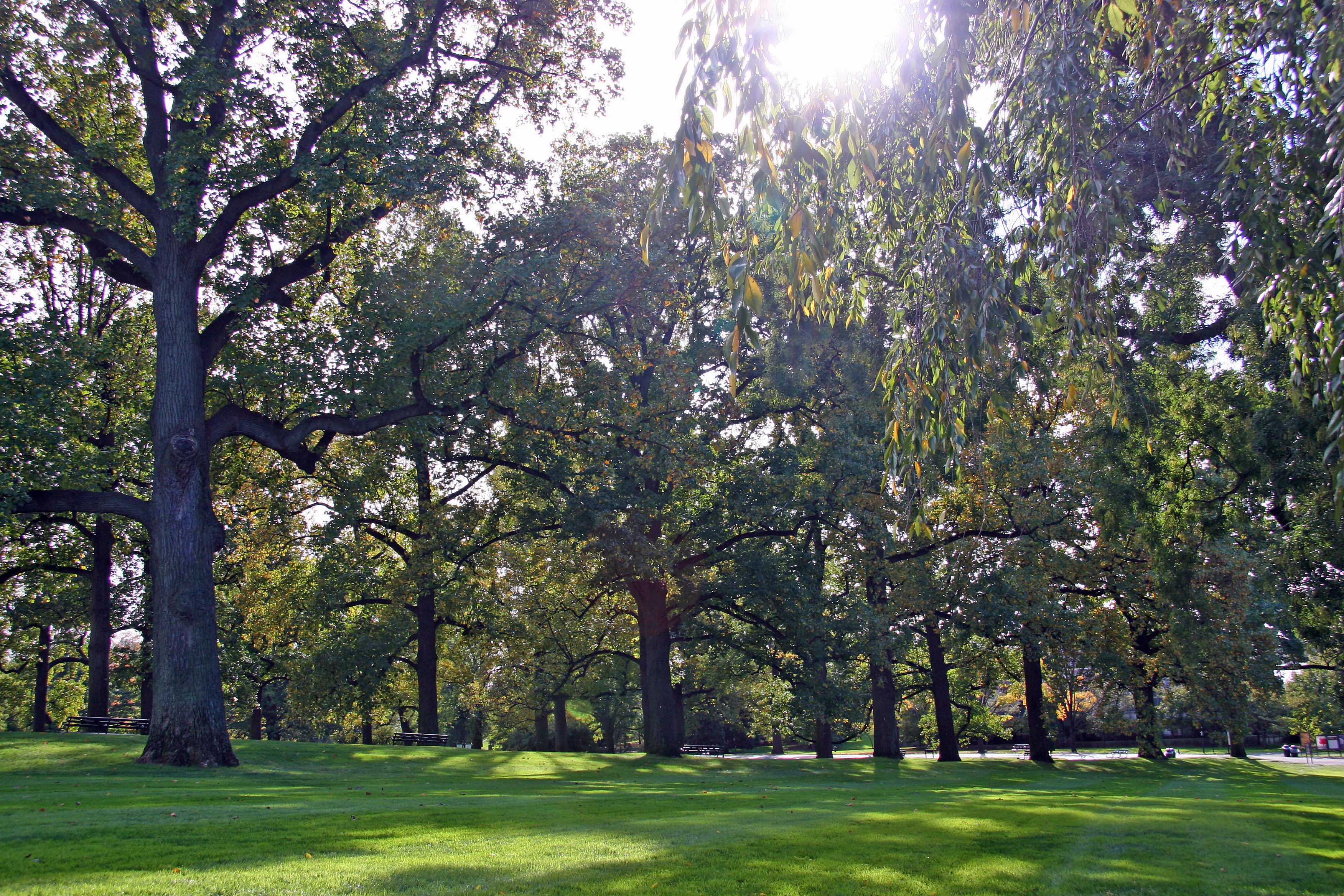 Mostly Chestnut Trees - Shooting into the Sun