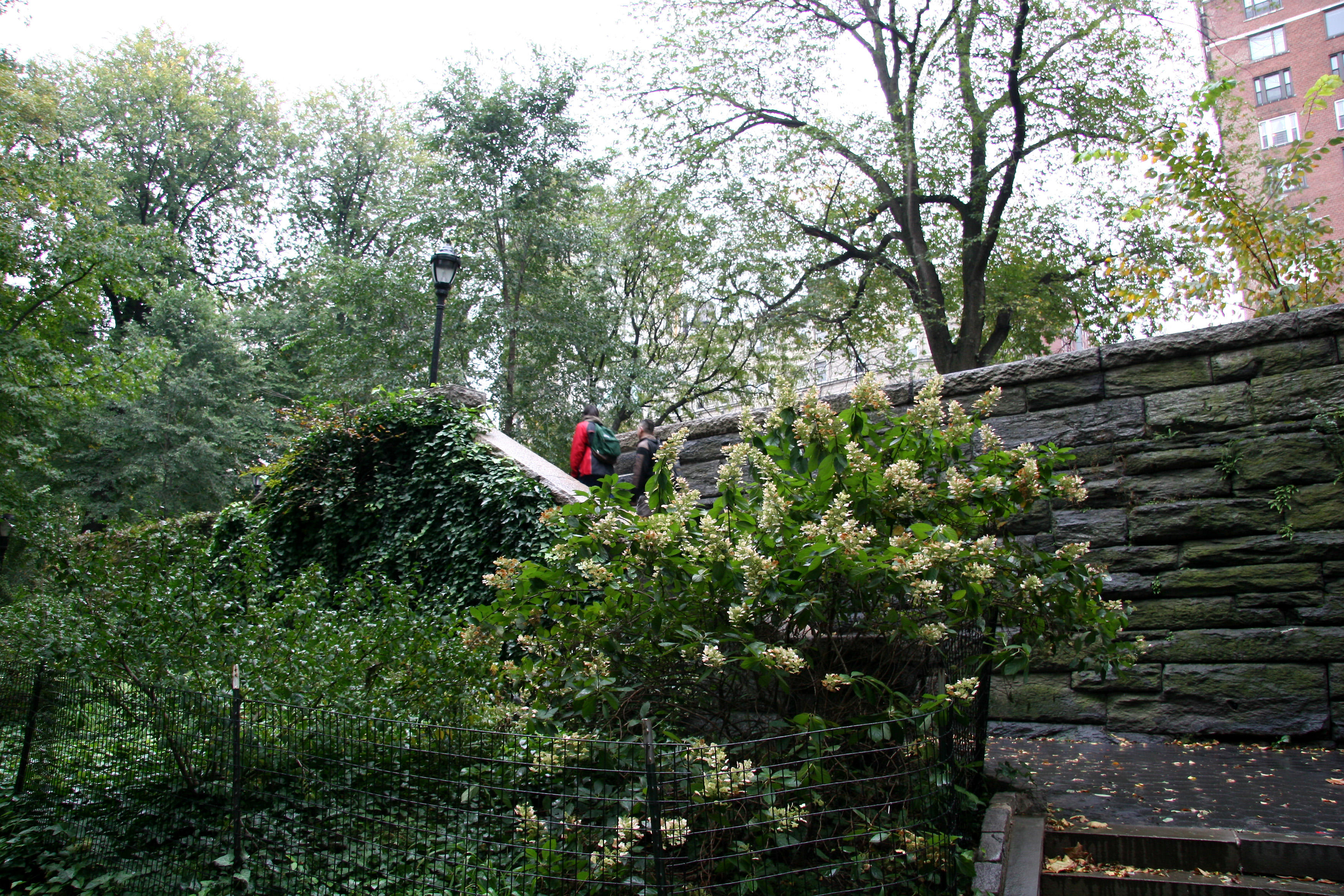 Hydrangea & Park Entrance at 115th Street