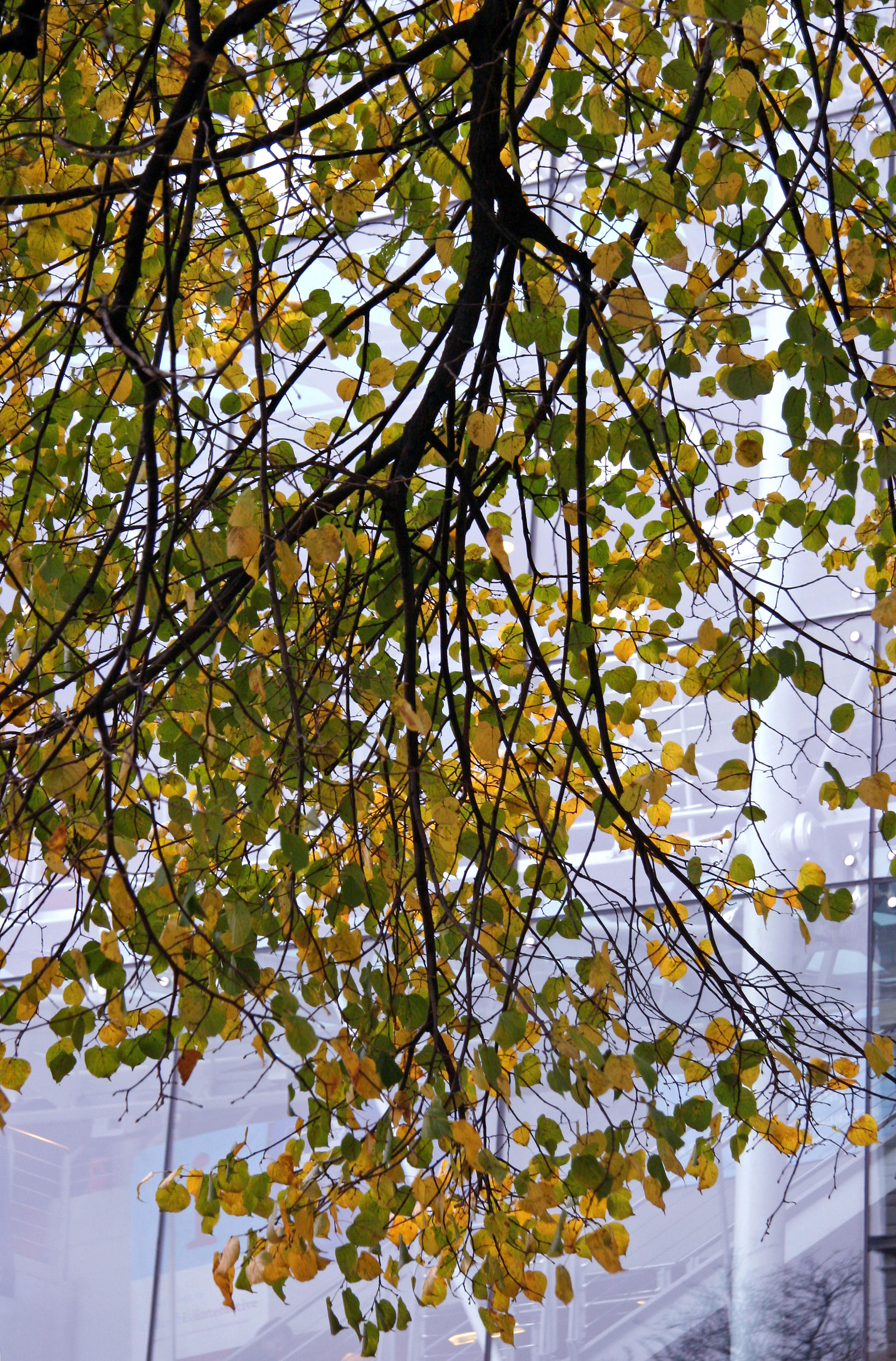 Elm Tree Foliage at the Student Affairs Building