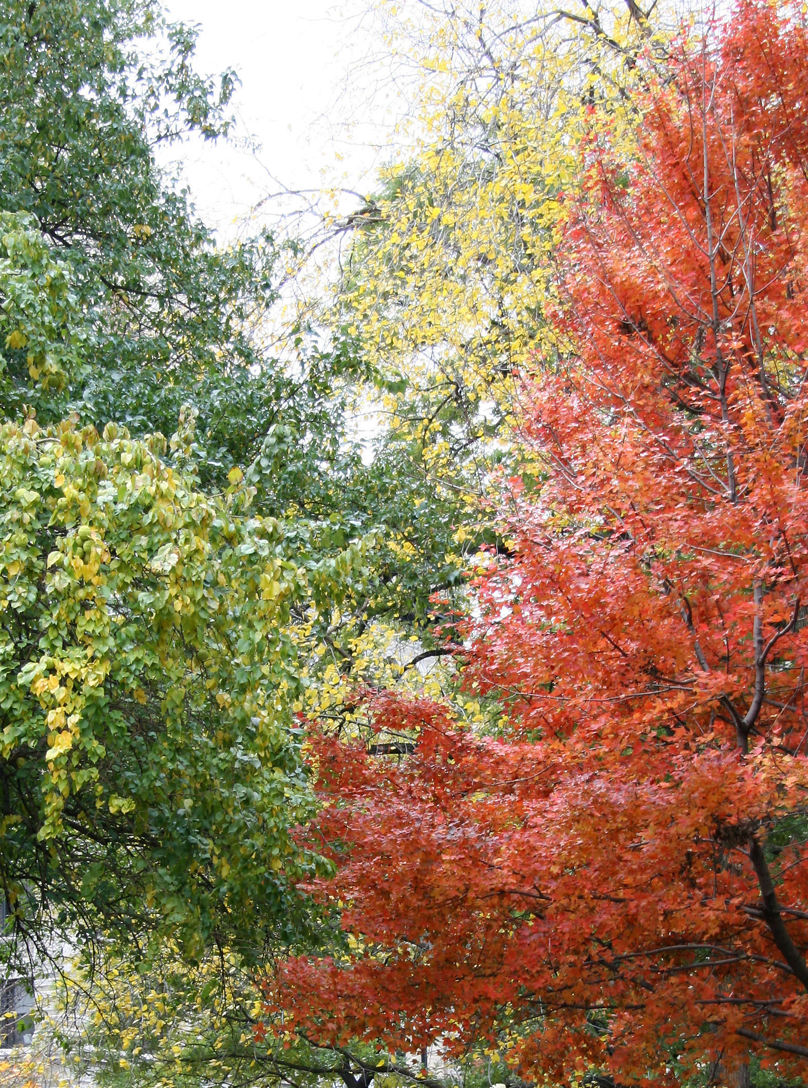 Fall Foliage