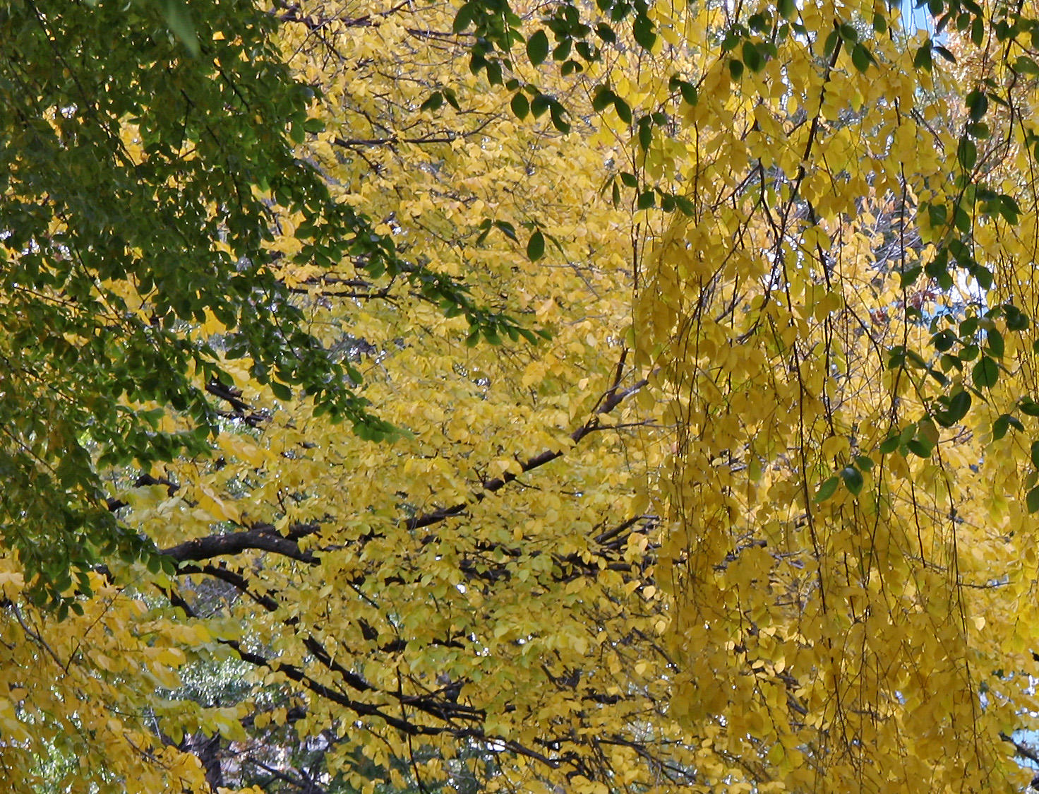 Elm Tree Foliage