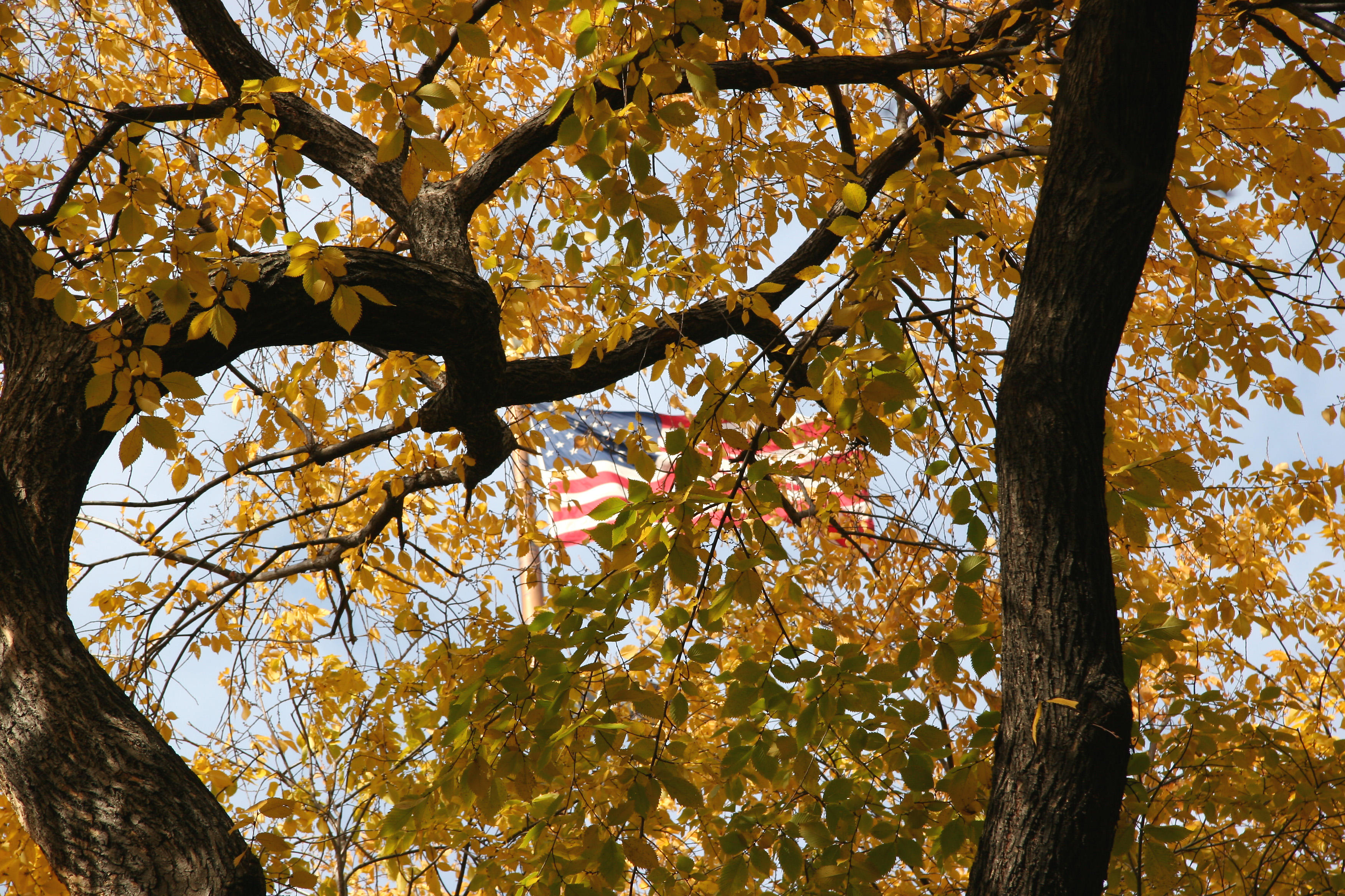 Elm Tree Foliage & USA Flag