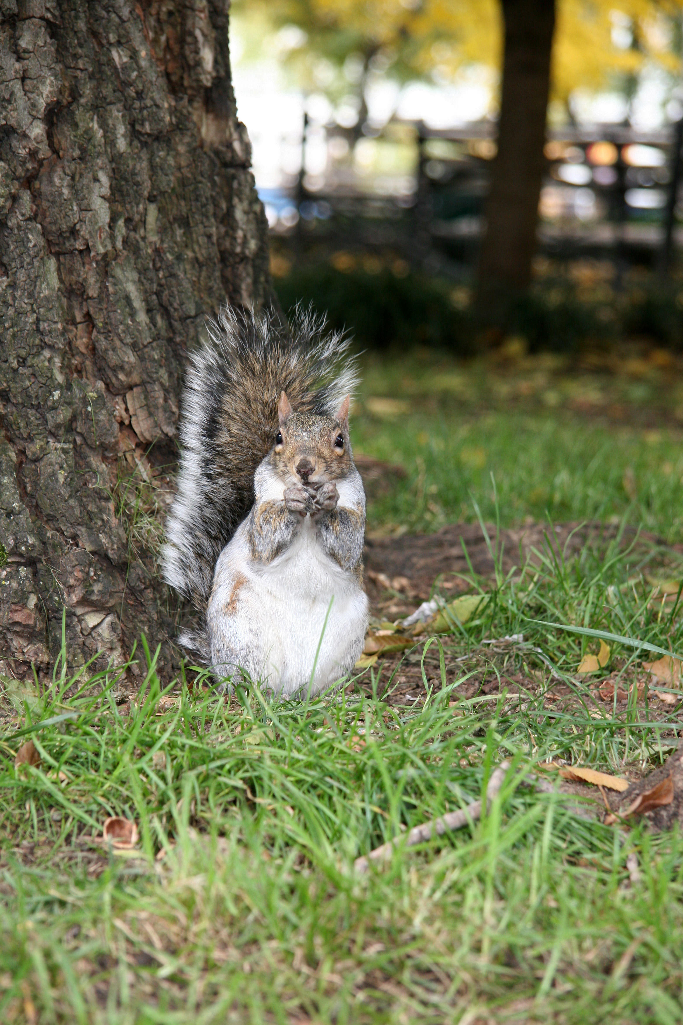 Munching Squirrel