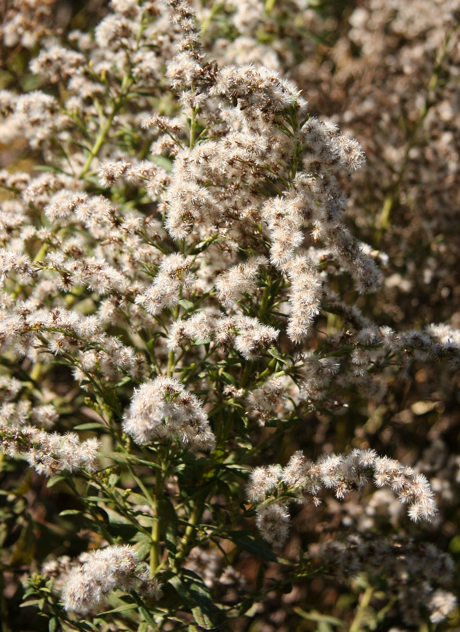 Shakespeare Garden Area - Unknown Flowers