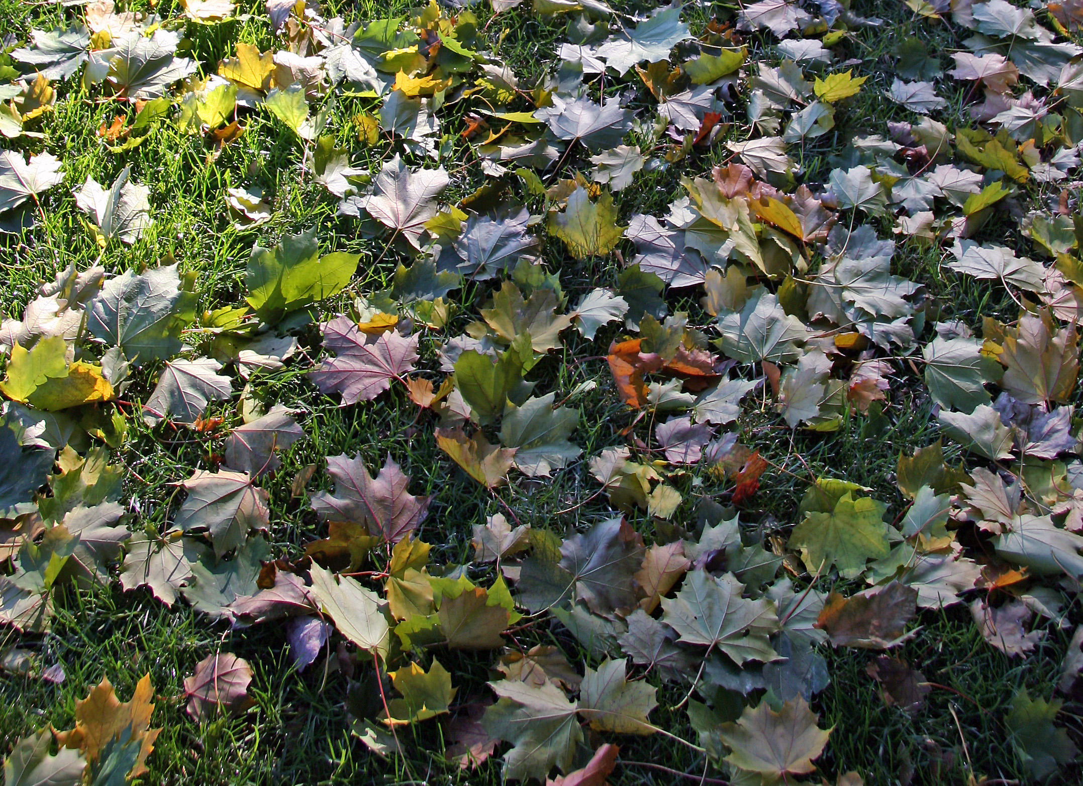 Sheep Meadow - Mostly Maple Foliage