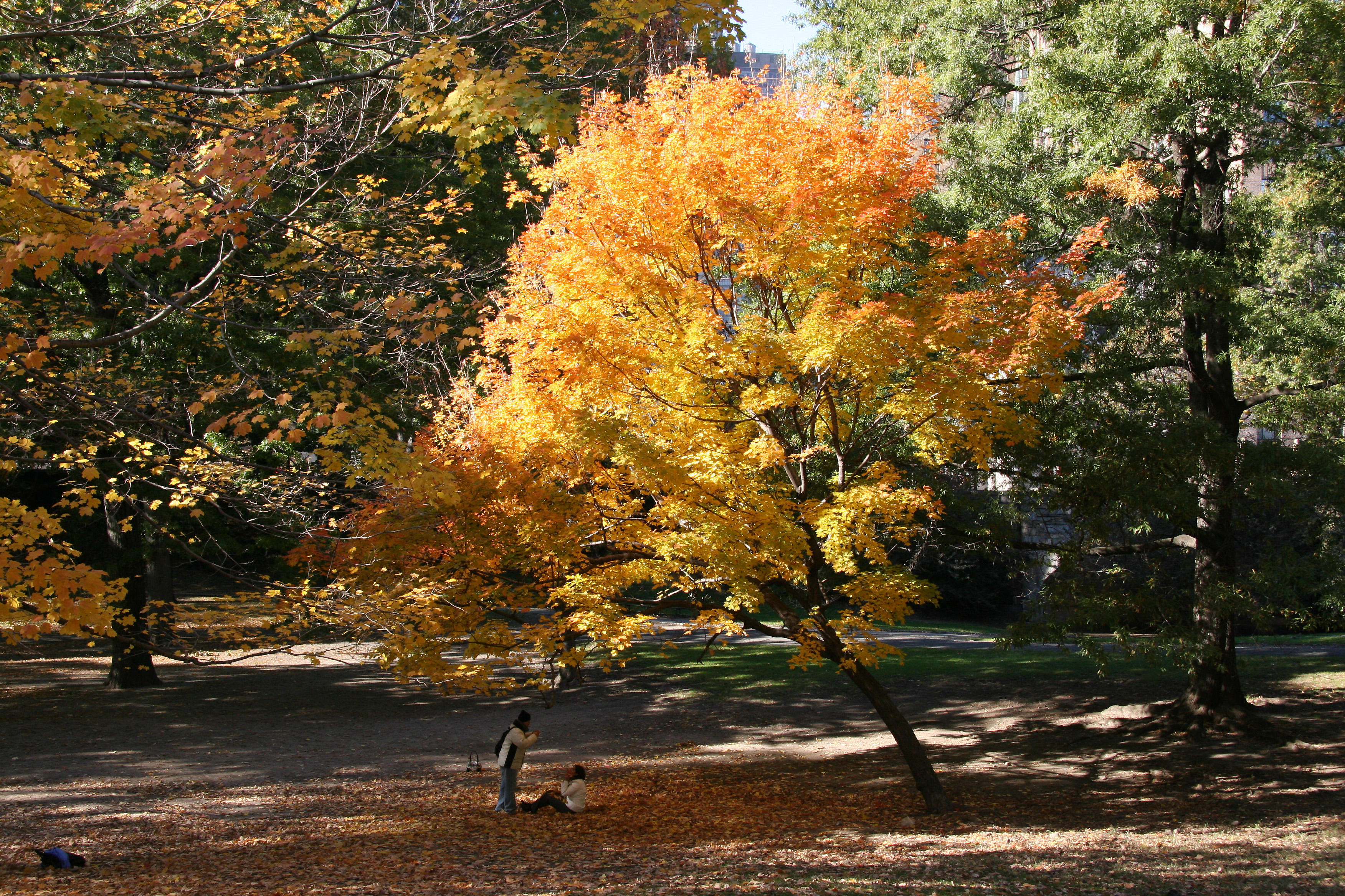 Westside Woods - Maple in Full Fall Color