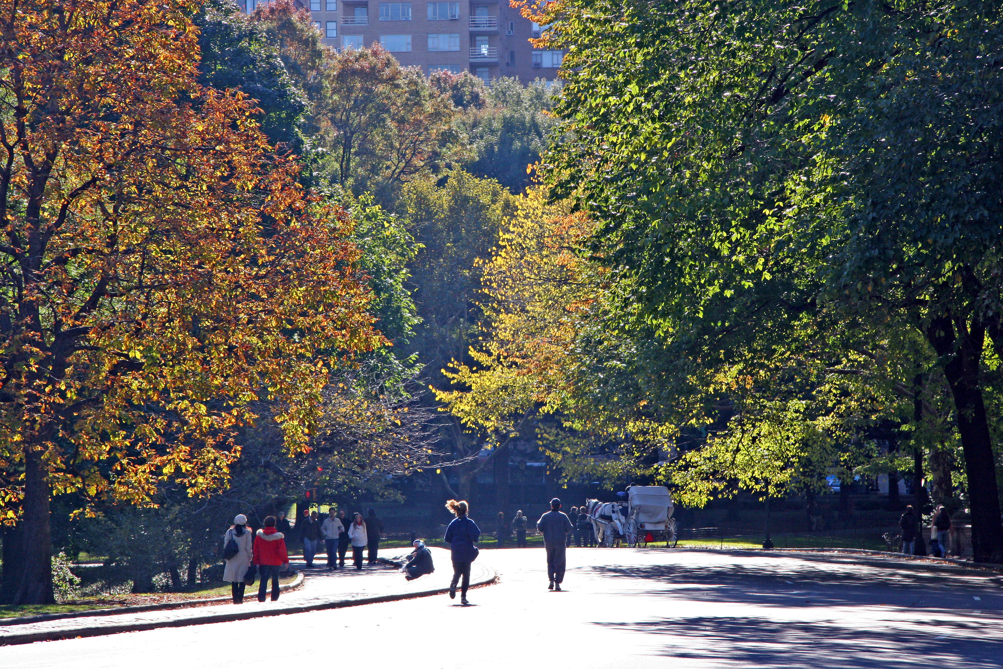 Fall Foliage - Westside Roadway