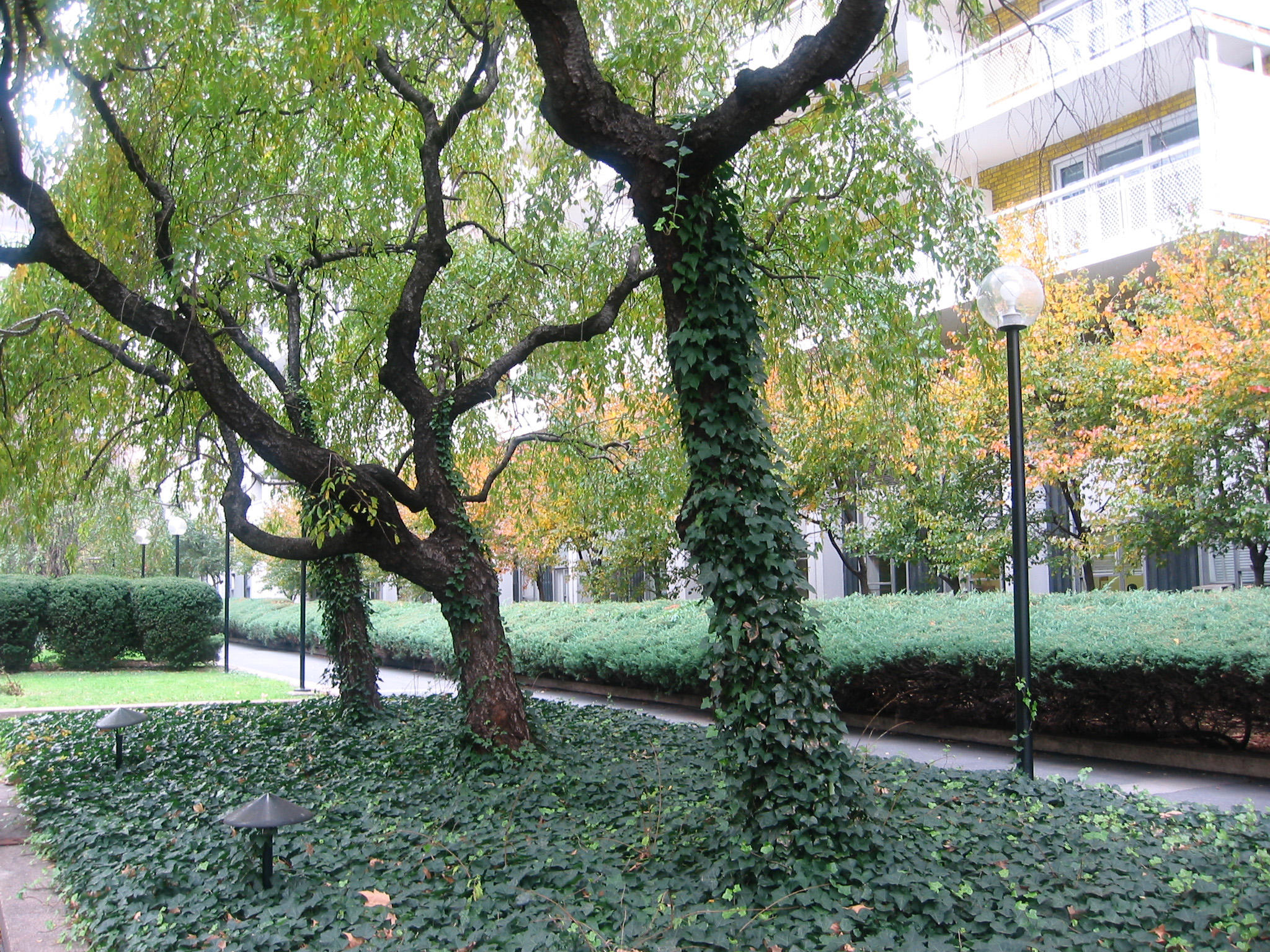 Cherry & Hawthorne Trees