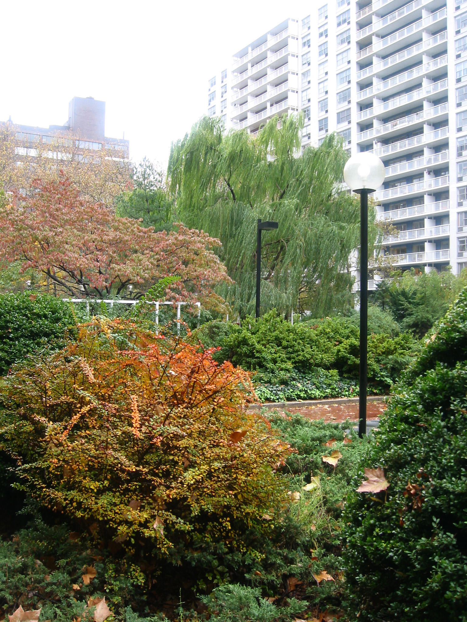 Berberis, Boxwood, Dogwood & Willow