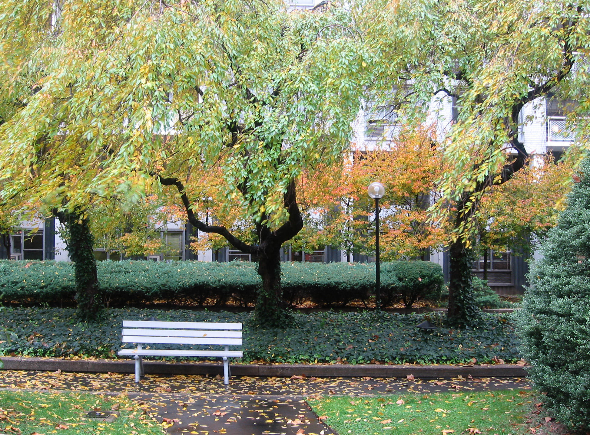 Cherry & Hawthorne Trees