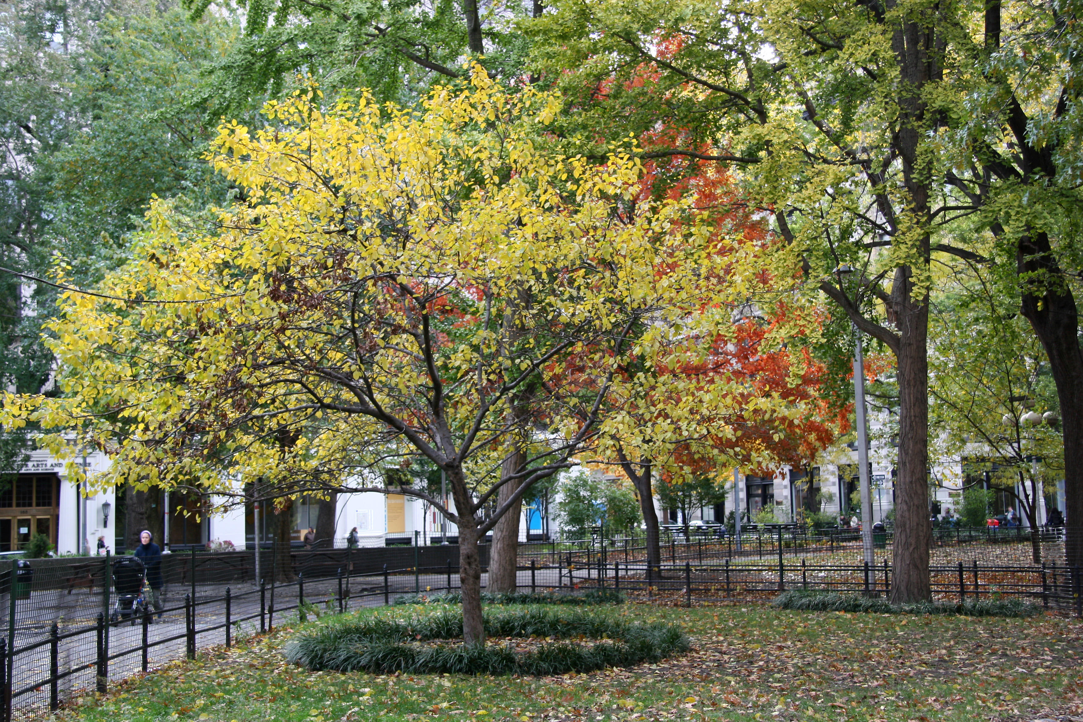 Crab Apple & Maple Tree at Washington Square East