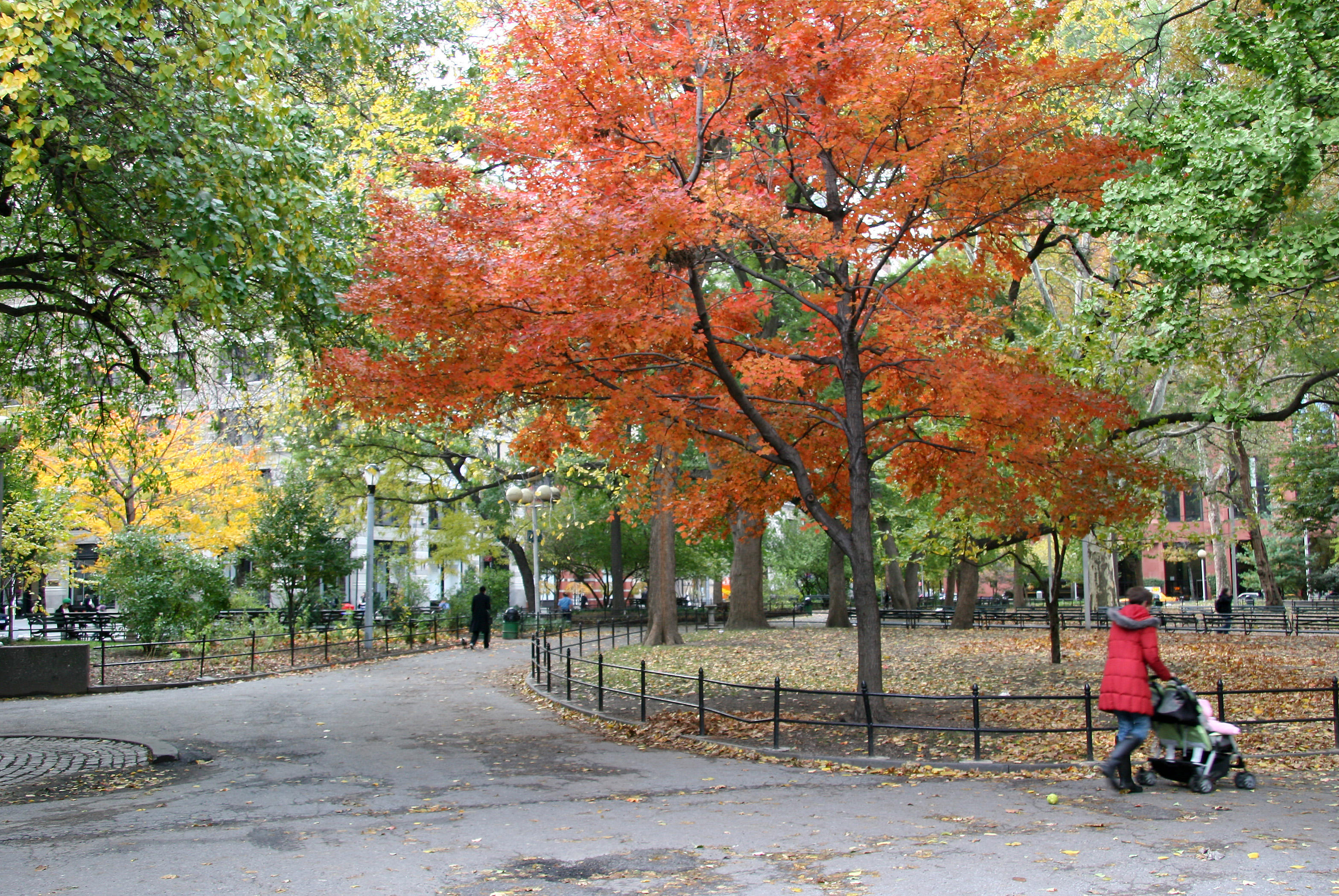 Maple & Osage Orange Foliage at Washington Square East