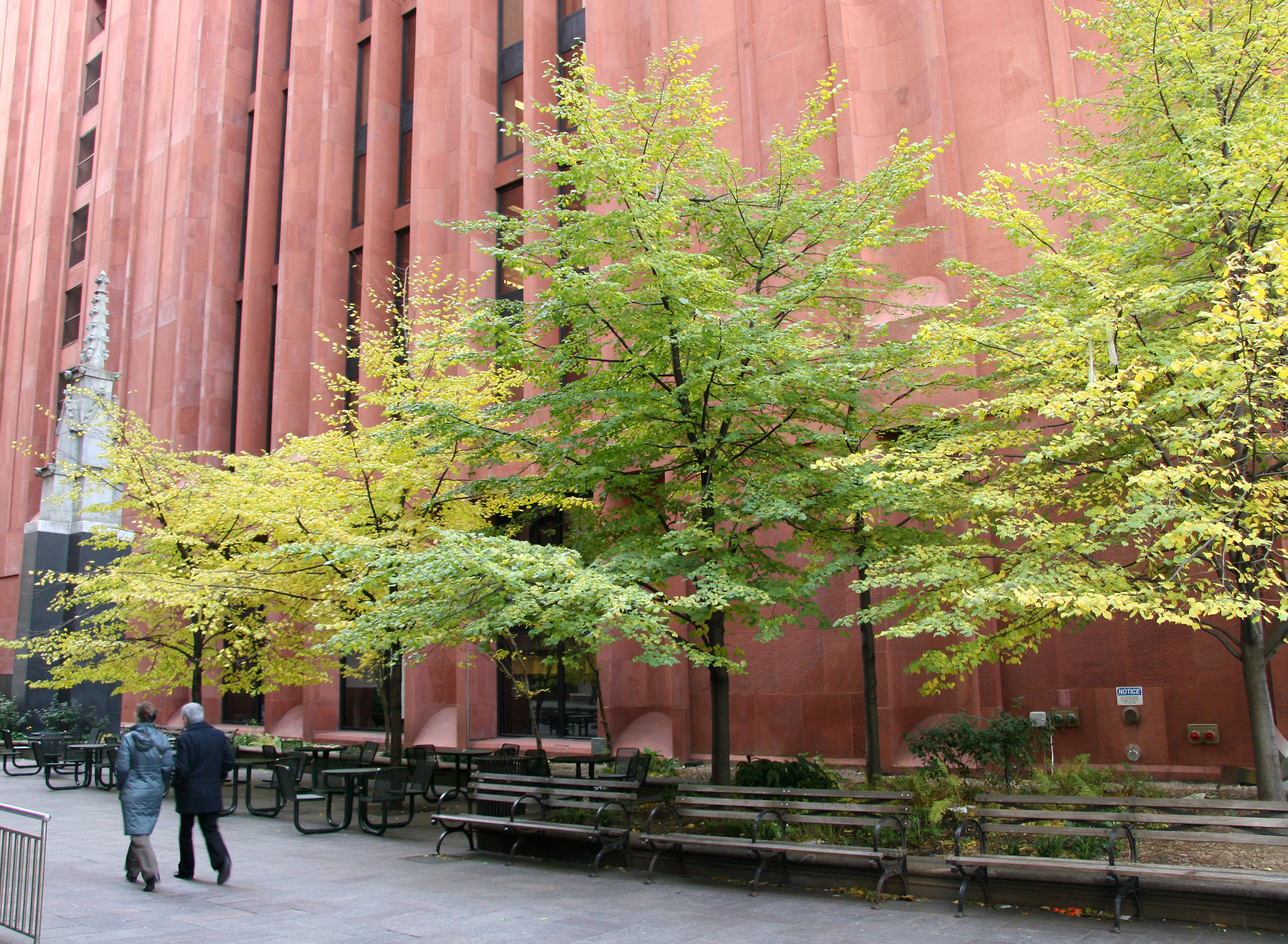 Linden Tree Foliage