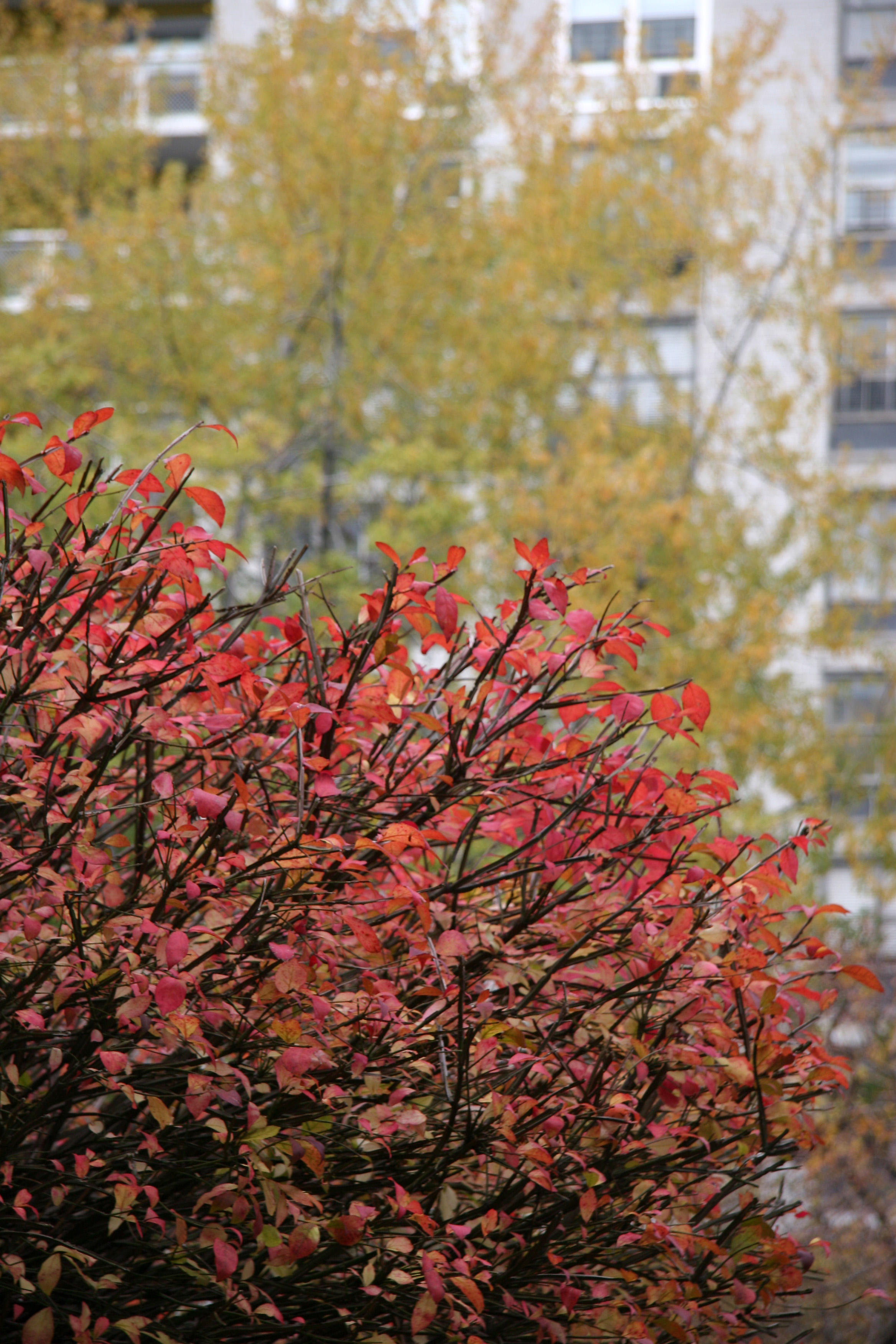 Burning Bush & Yellow Maple