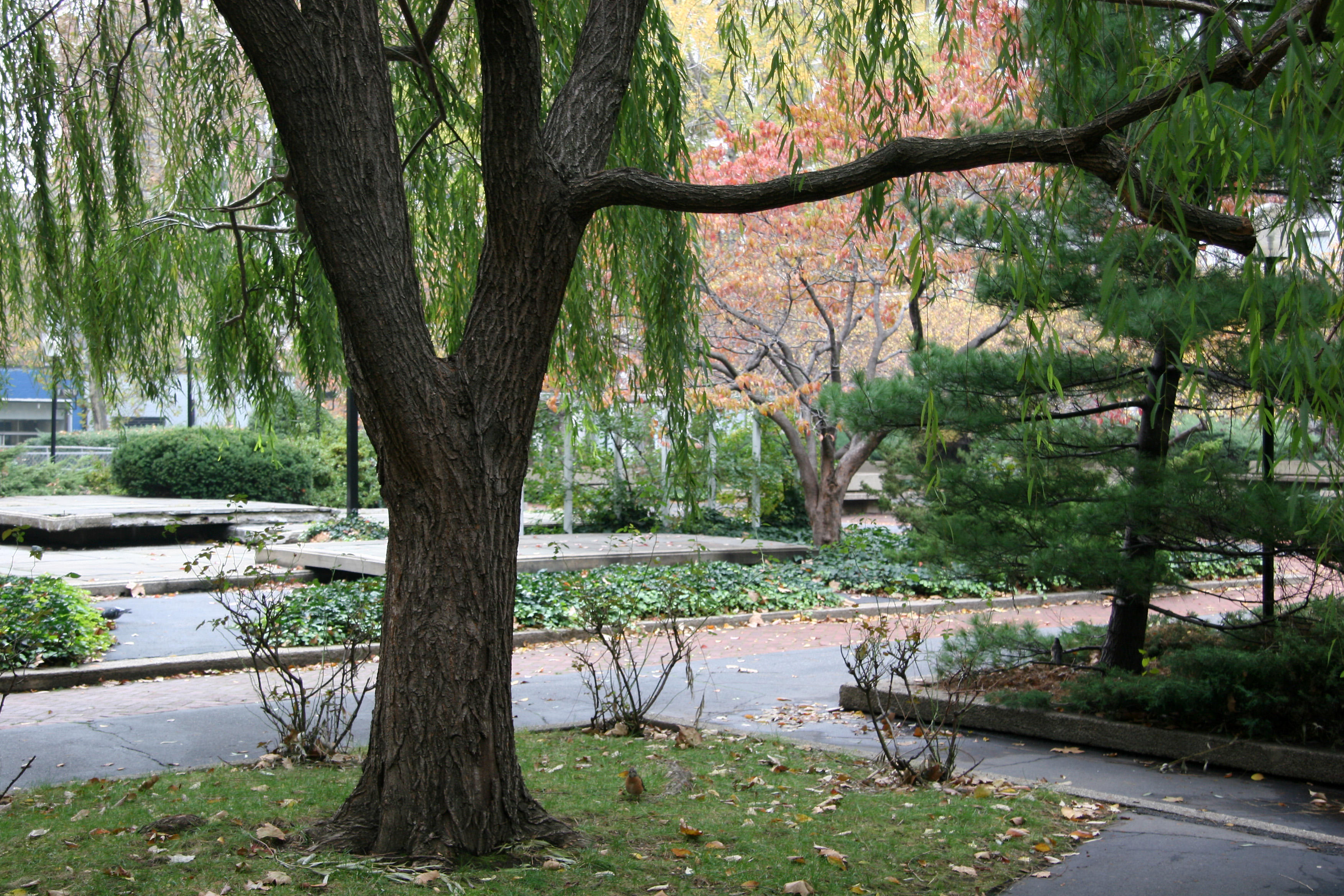 Dogwood, Willow & Pine Trees