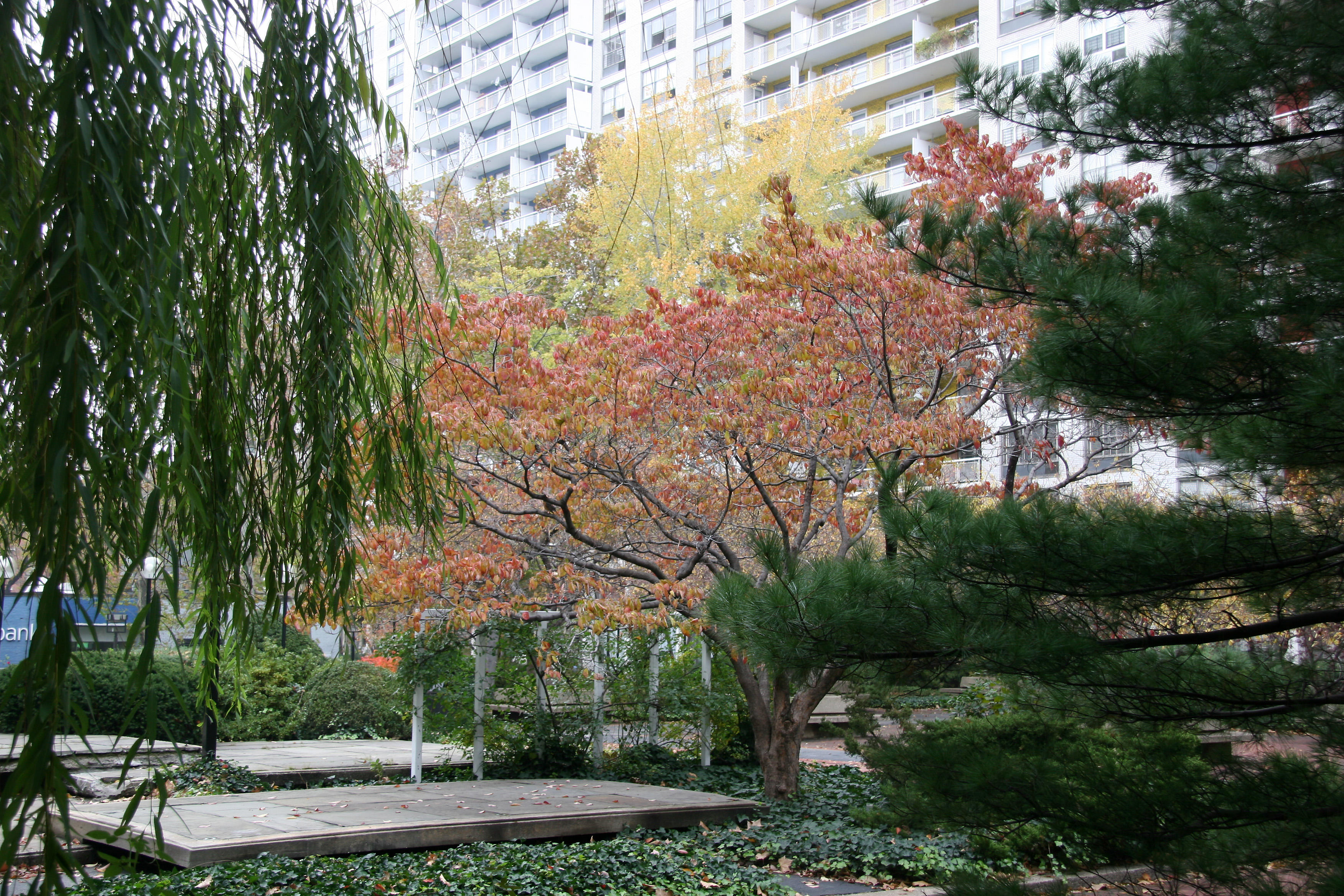 Willow, Dogwood, Maple & Pine Trees