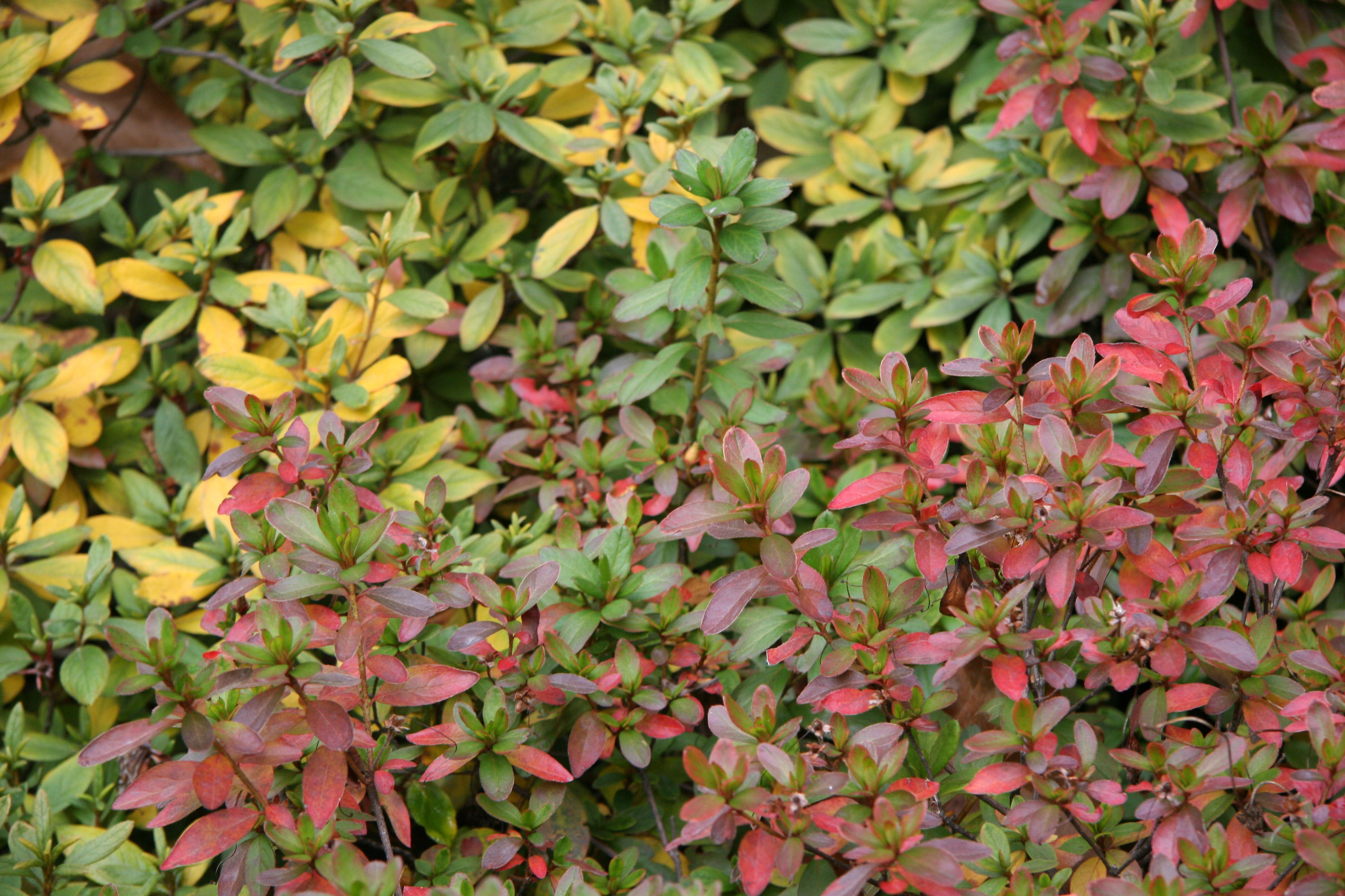Azalea Foliage
