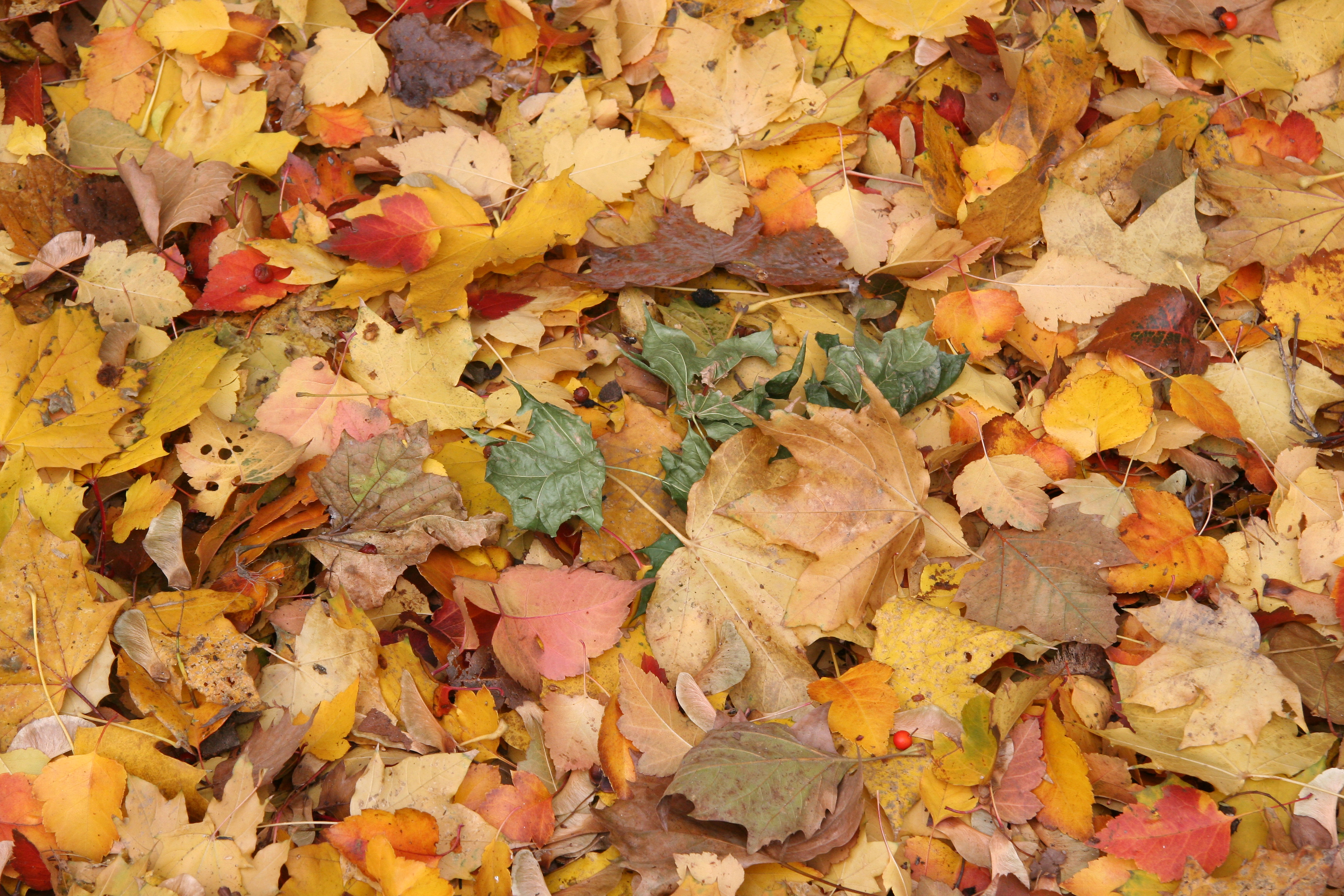 Mixed Foliage