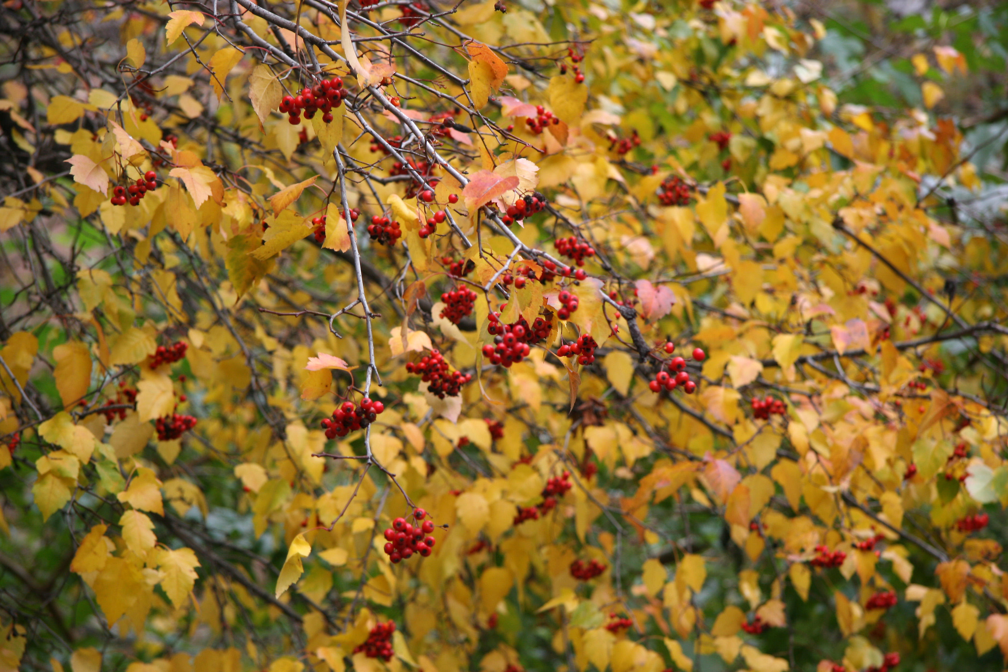 Hawthorne Berries & Foliage