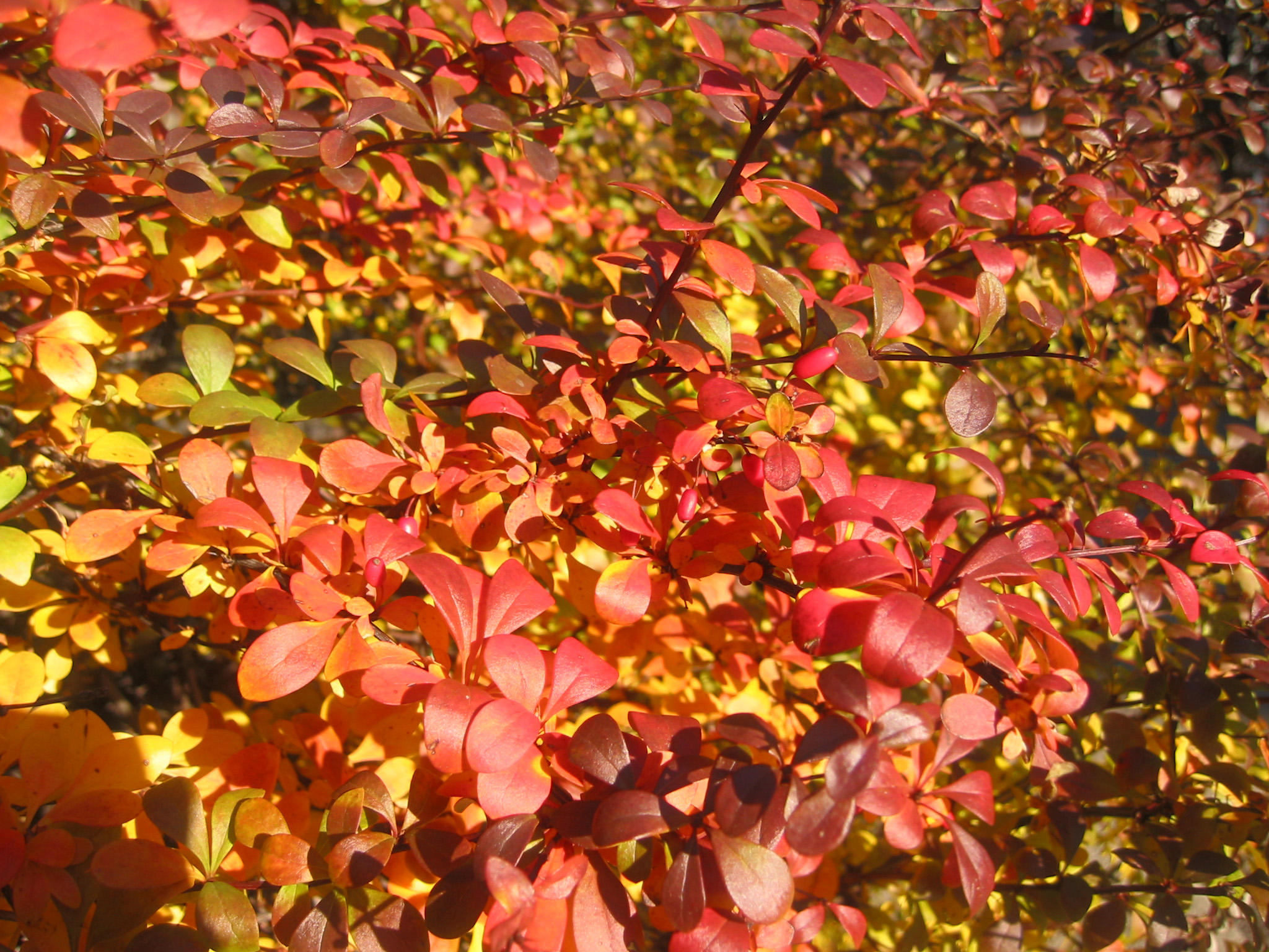 Azalea Foliage
