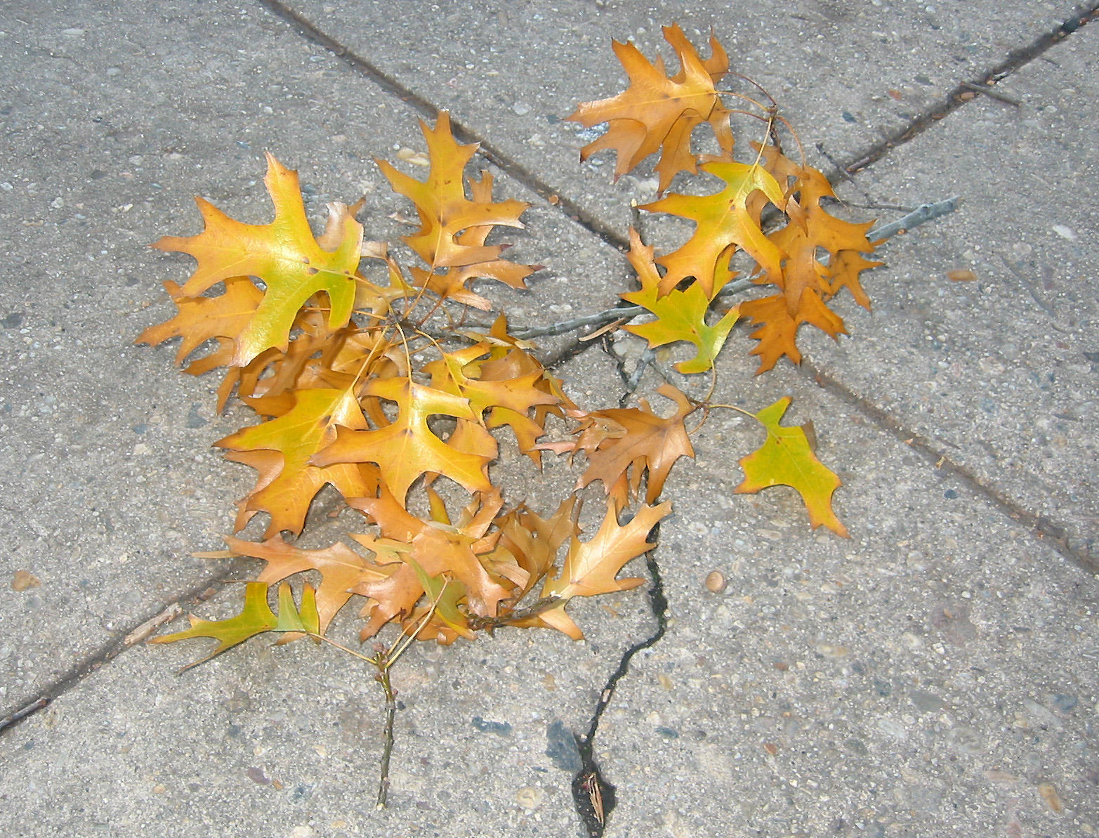 Oak Tree Fall Foliage - NYU Silver Towers Residence Garden