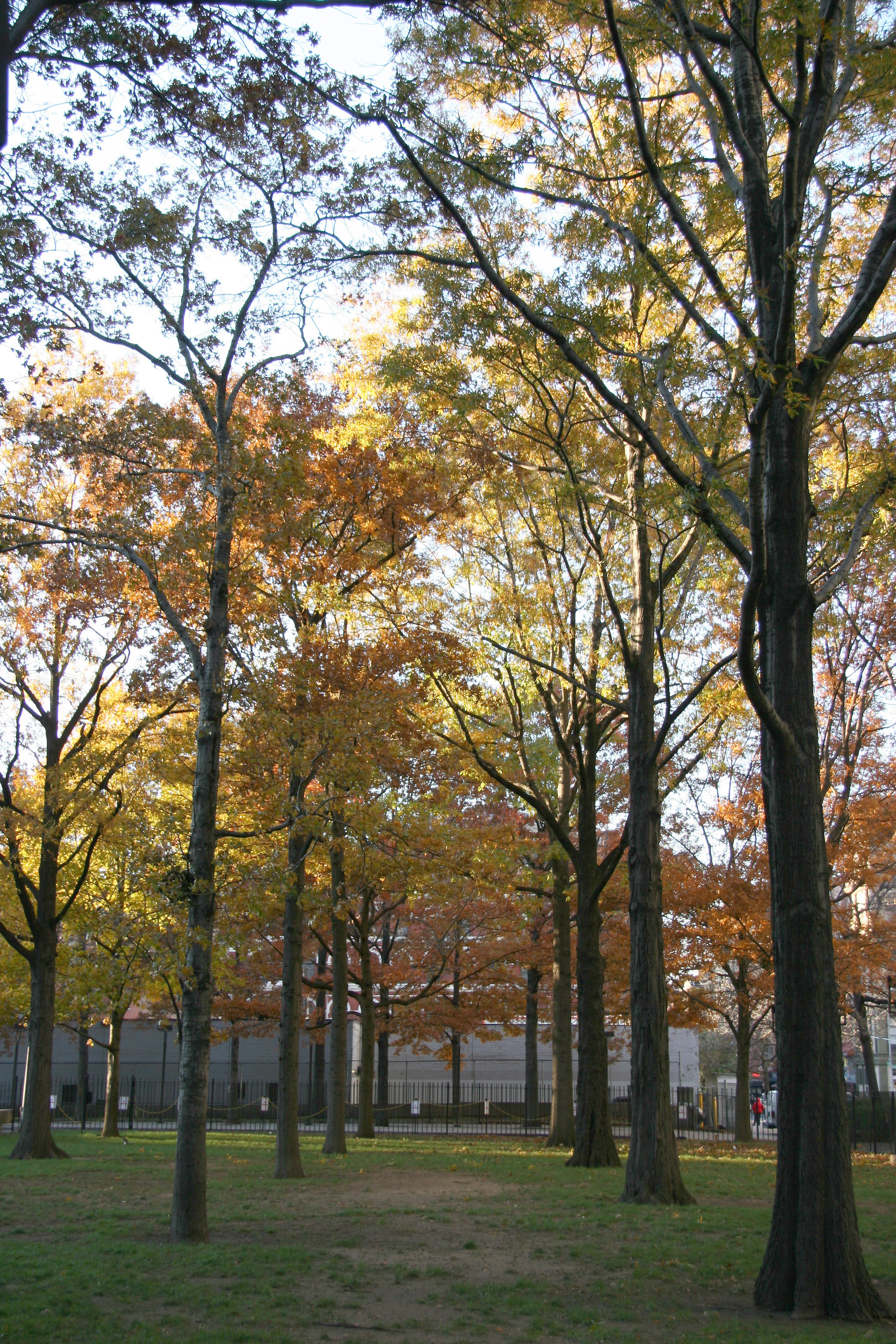 Oak Tree Fall Foliage - NYU Silver Towers Residence Garden