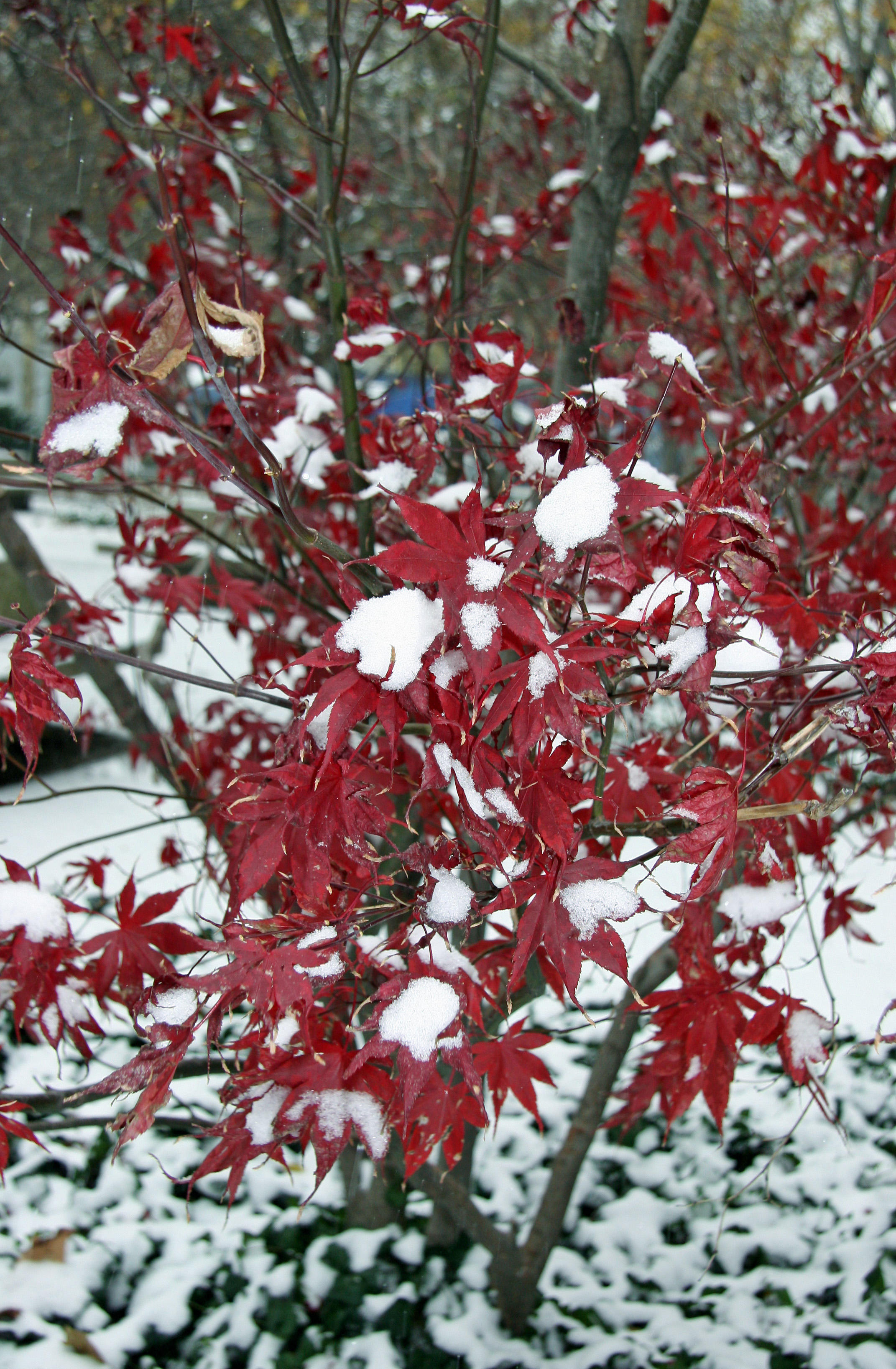 Japanese Red Leaf Maple