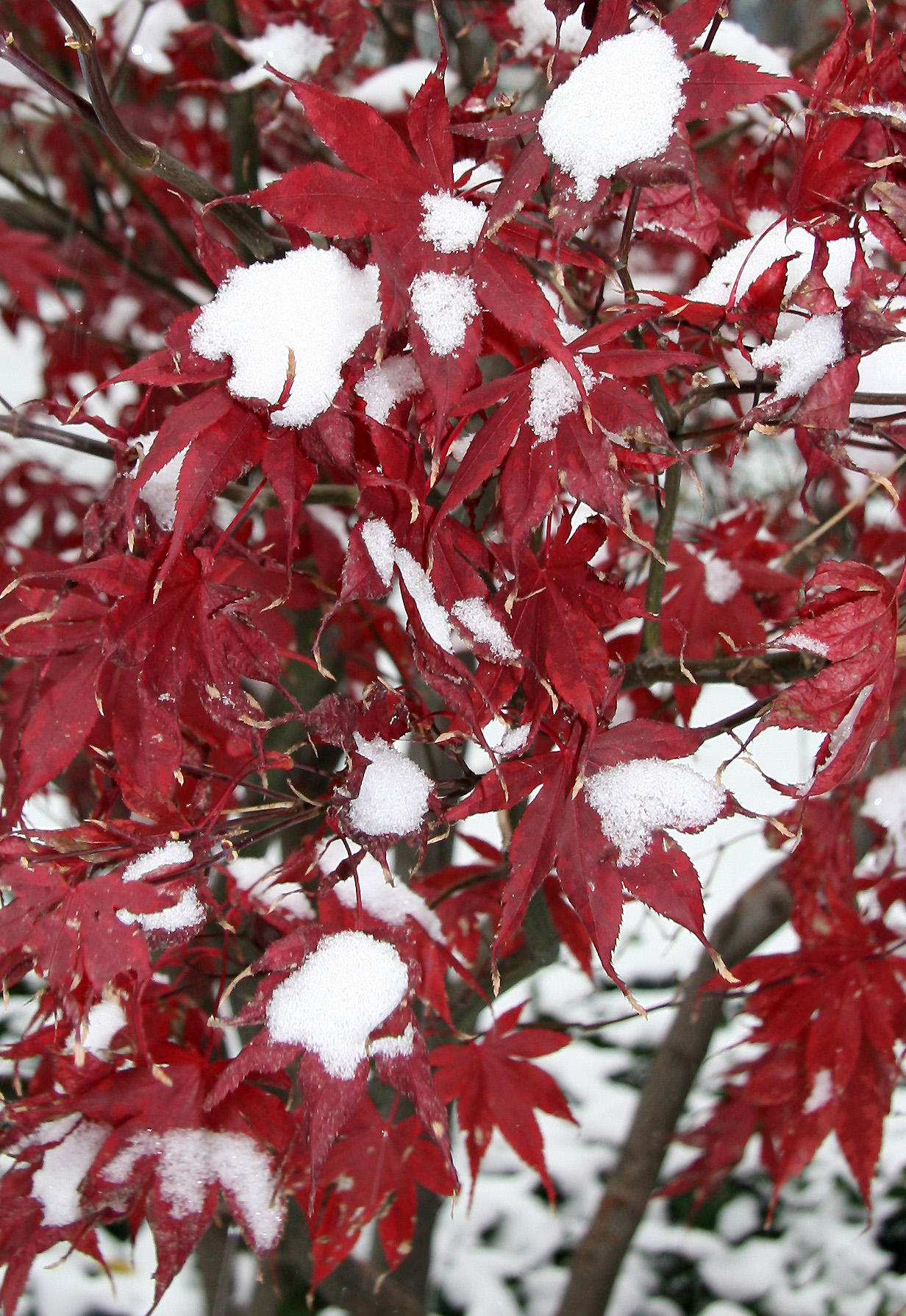 Japanese Red Leaf Maple